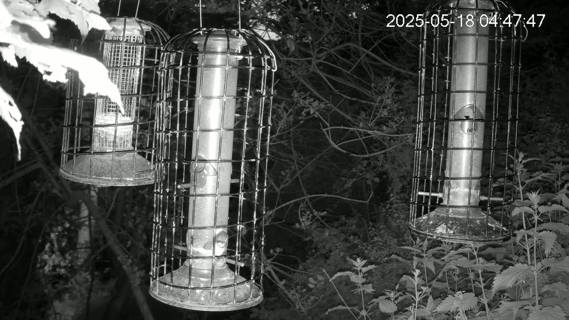 Cornwall, Bird Watching Bird Feeder Live Cam -  Helston, Cornwall, South West, England, United Kingdom