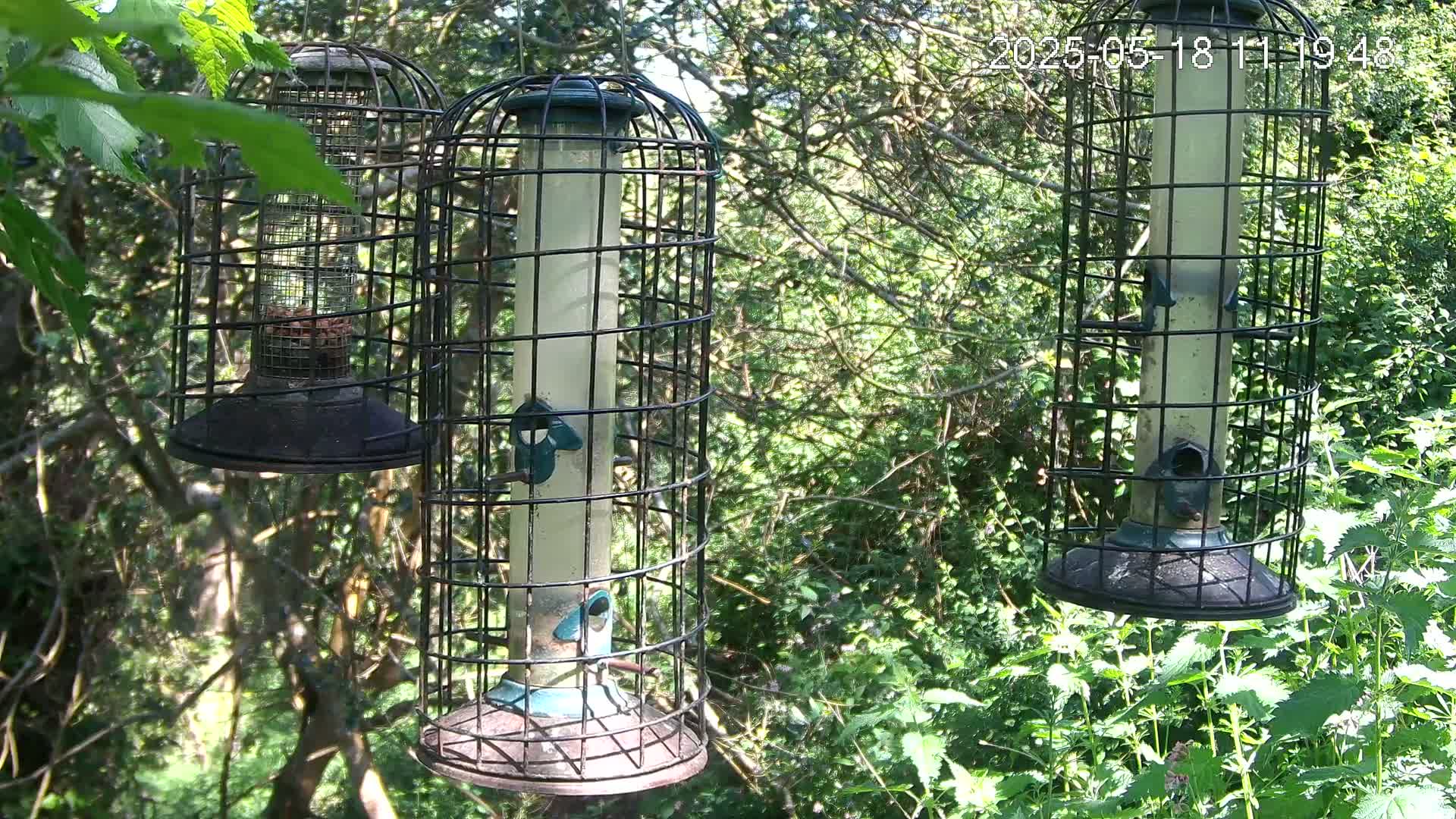 Three caged bird feeders hang from tree branches in a sunny, wooded area with lush green undergrowth.