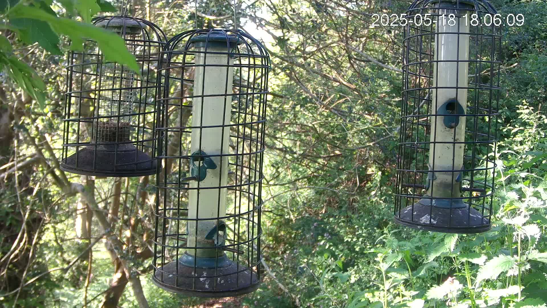 Three caged bird feeders hang in a sunlit wooded area with lush green vegetation.