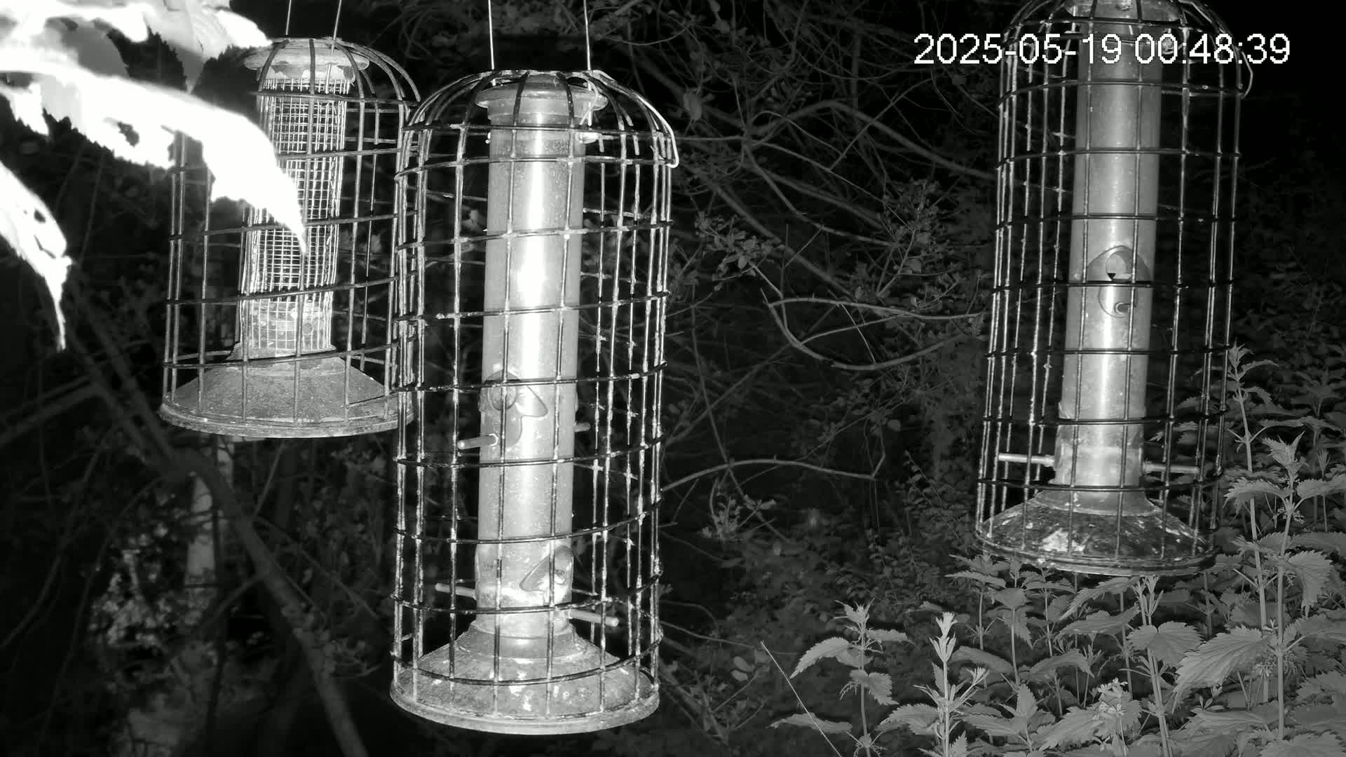 Cornwall, Bird Watching Bird Feeder Live Cam -  Helston, Cornwall, South West, England, United Kingdom