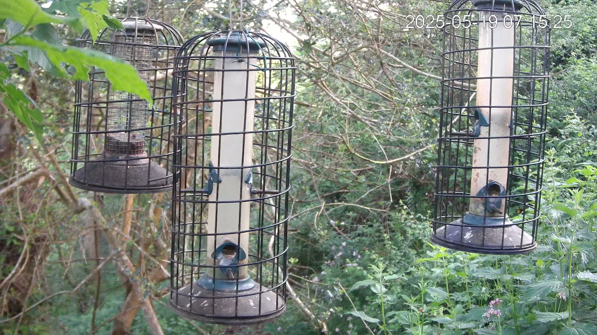 Cornwall, Bird Watching Bird Feeder Live Cam -  Helston, Cornwall, South West, England, United Kingdom
