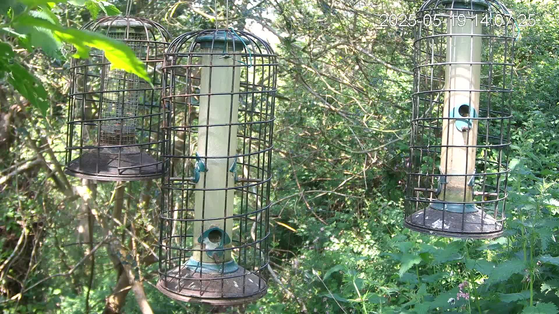 Three caged bird feeders hang from trees in a sunny, wooded area with lush green undergrowth.