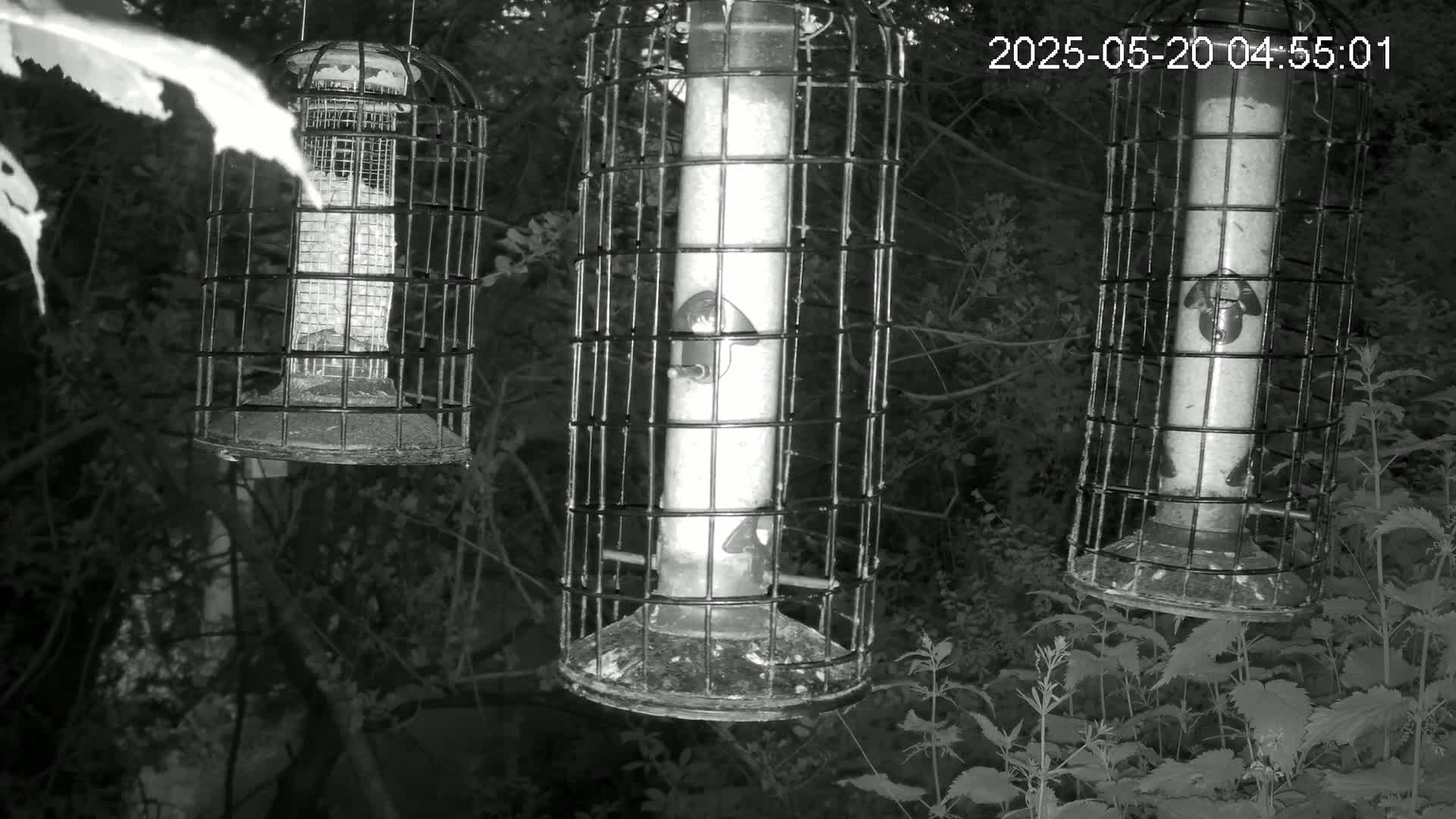 Cornwall, Bird Watching Bird Feeder Live Cam -  Helston, Cornwall, South West, England, United Kingdom