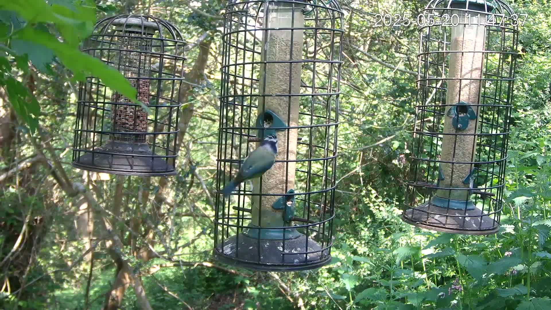A blue tit feeds from a cylindrical bird feeder hanging from a tree branch in a leafy, wooded area on a sunny day.