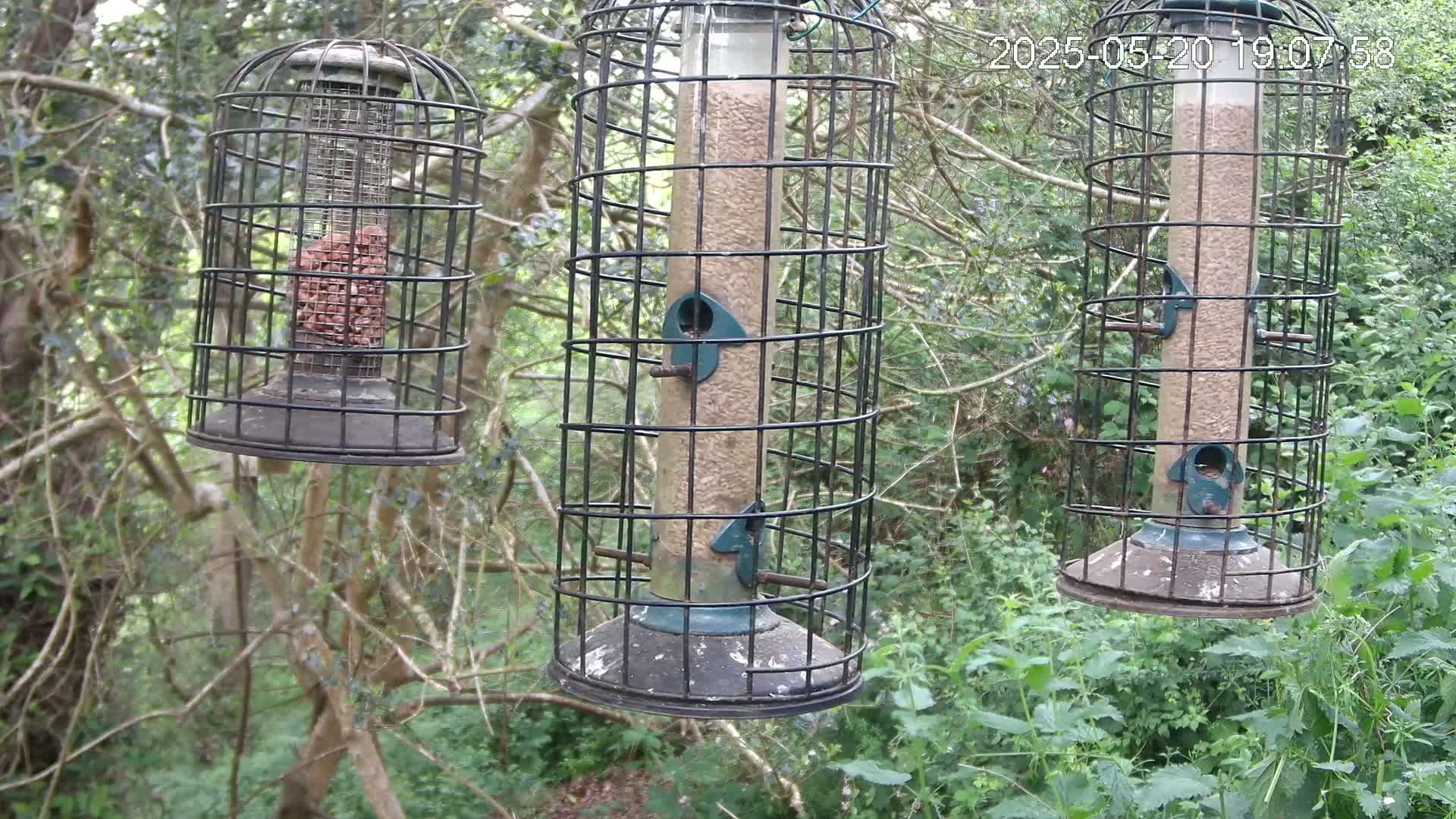 Cornwall, Bird Watching Bird Feeder Live Cam -  Helston, Cornwall, South West, England, United Kingdom