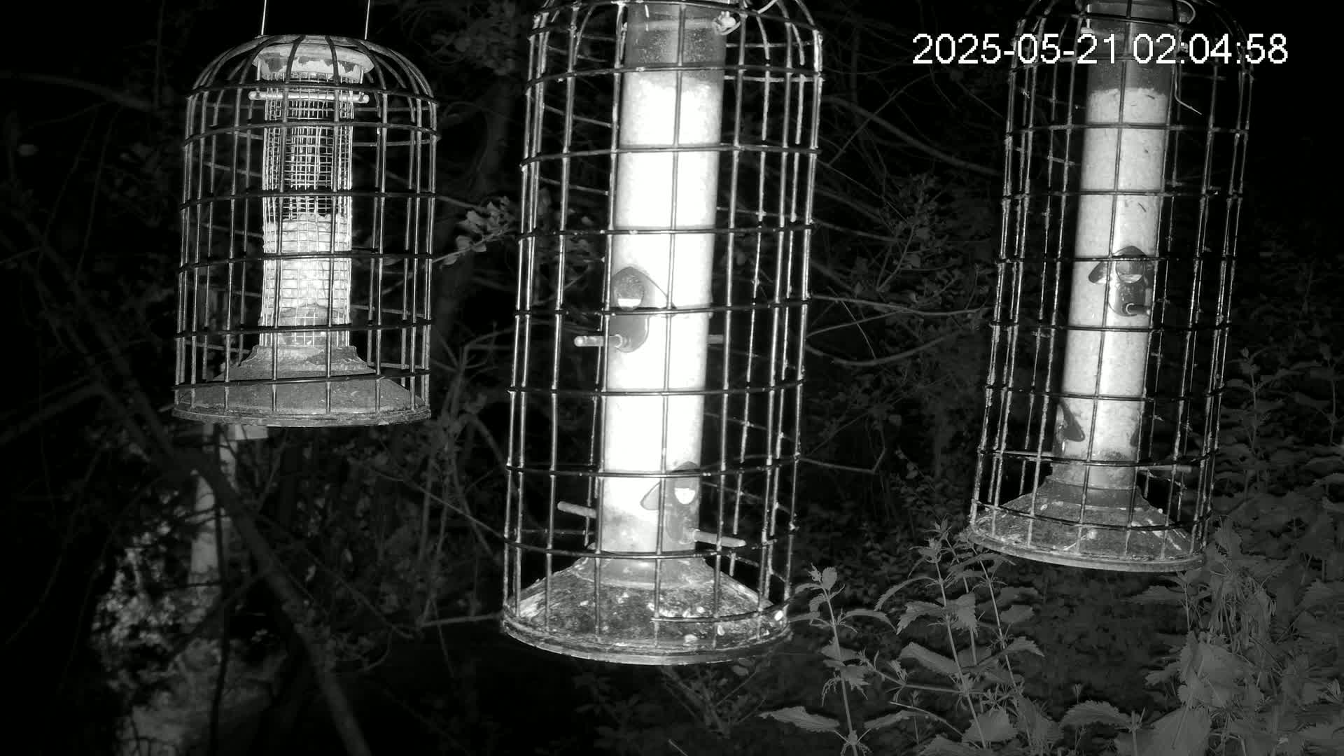 Cornwall, Bird Watching Bird Feeder Live Cam -  Helston, Cornwall, South West, England, United Kingdom