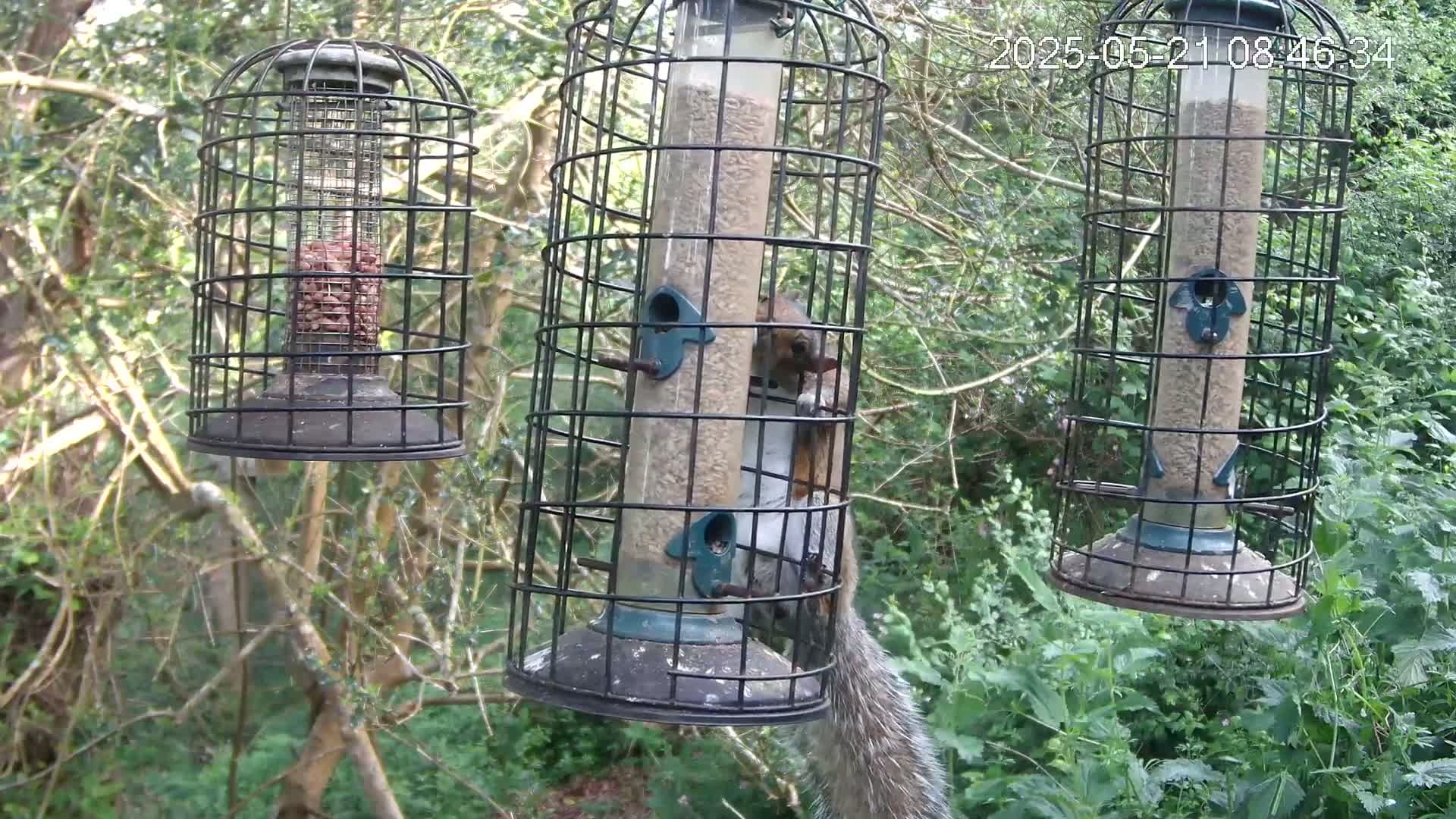 A gray squirrel is clinging to a caged bird feeder filled with seed, while two other caged feeders hang nearby in a wooded area.