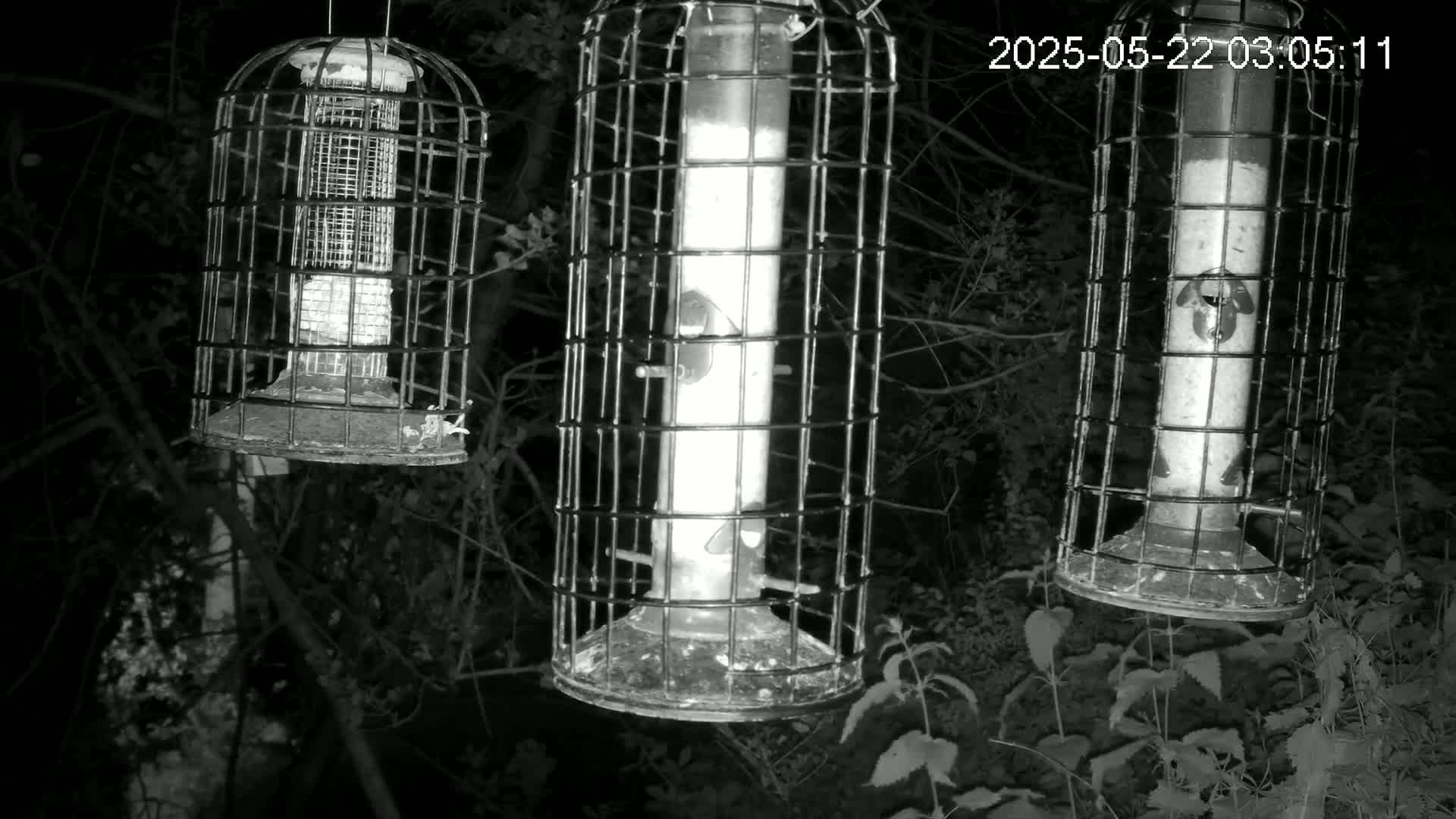 Three caged bird feeders hang from tree branches at night.