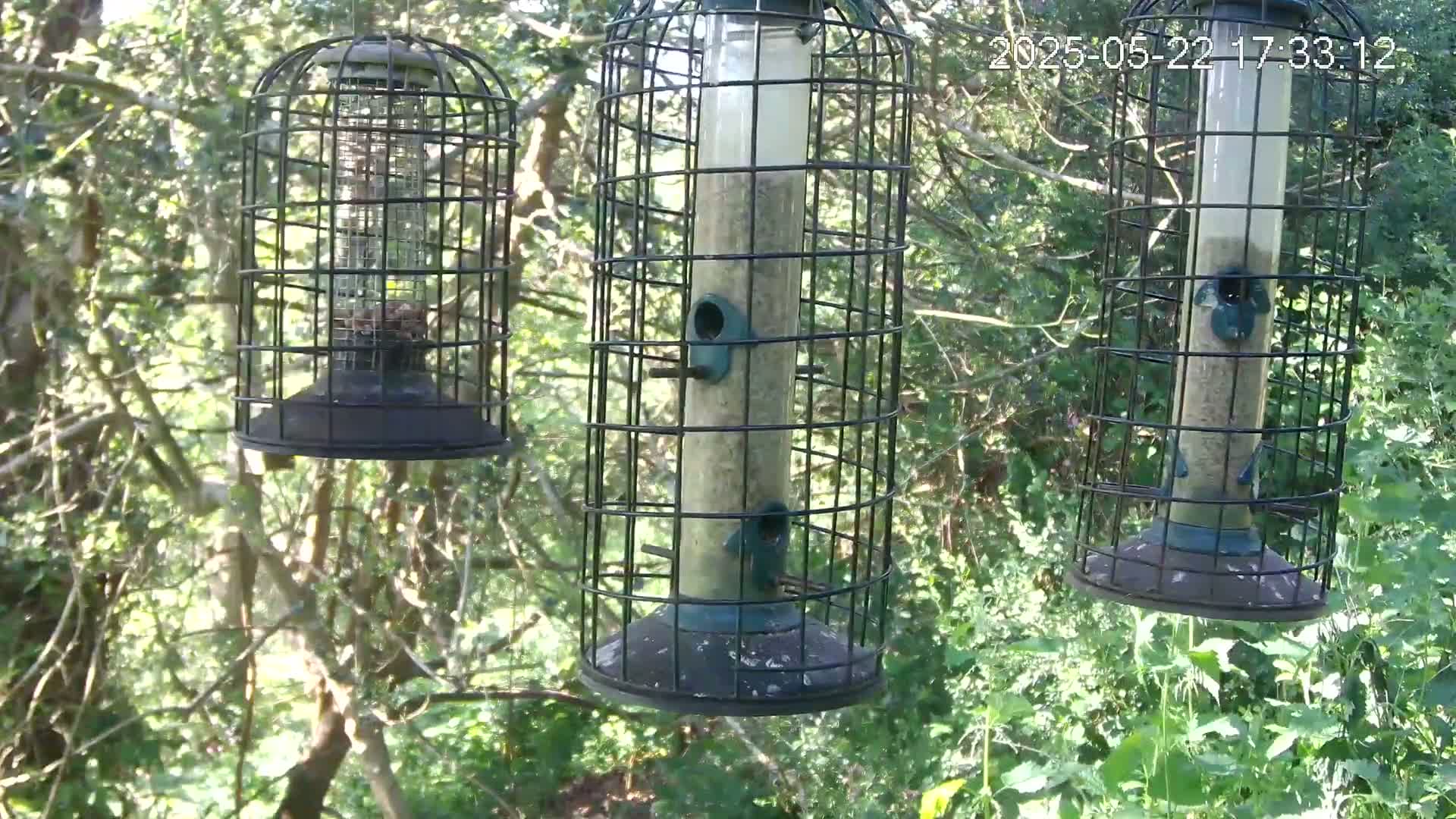 Three caged bird feeders hang from tree branches in a sunny, leafy woodland.