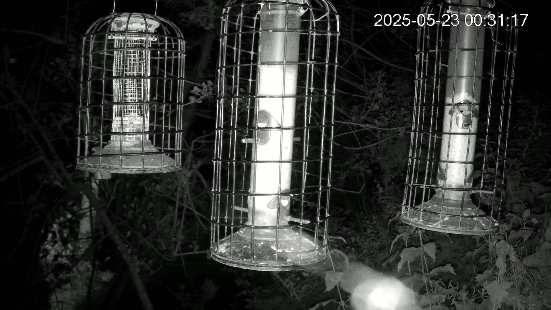 Three caged bird feeders hang from tree branches at night in a dark wooded area.