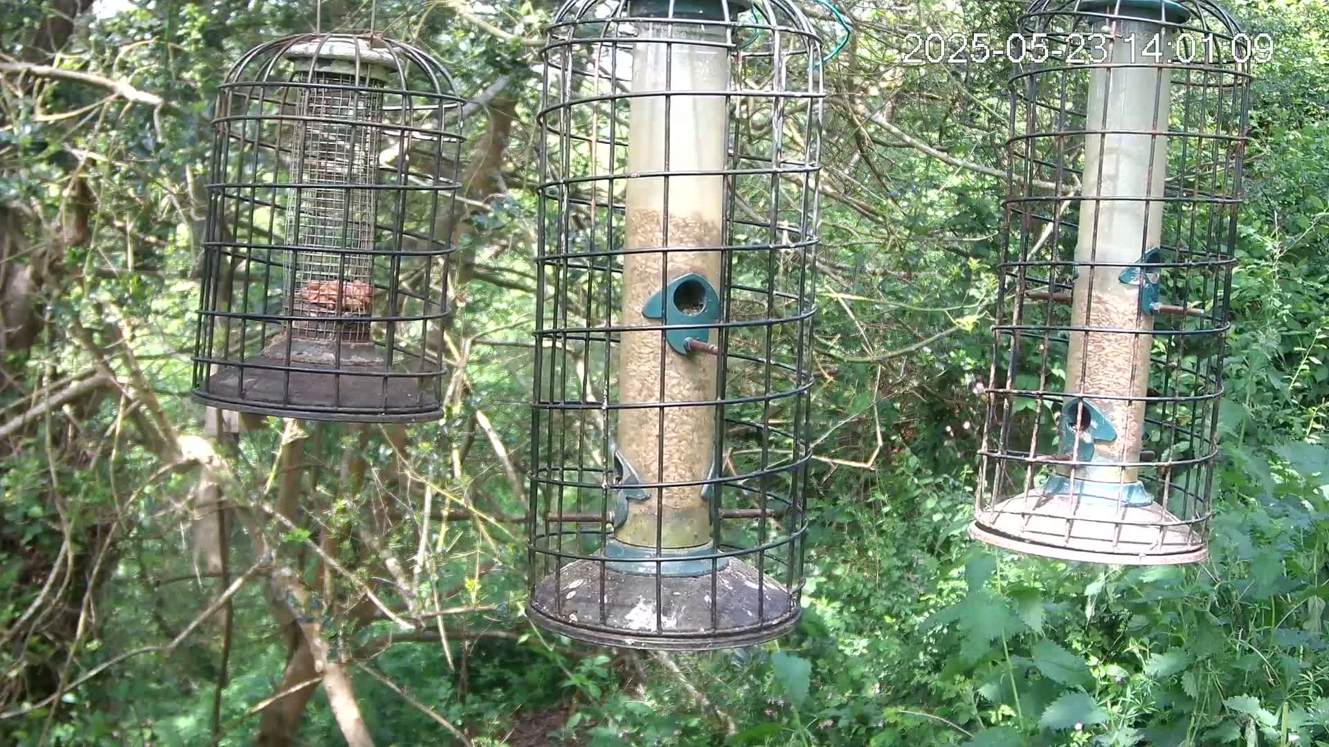 Three bird feeders hang from the branches of trees in a wooded area on a sunny day.