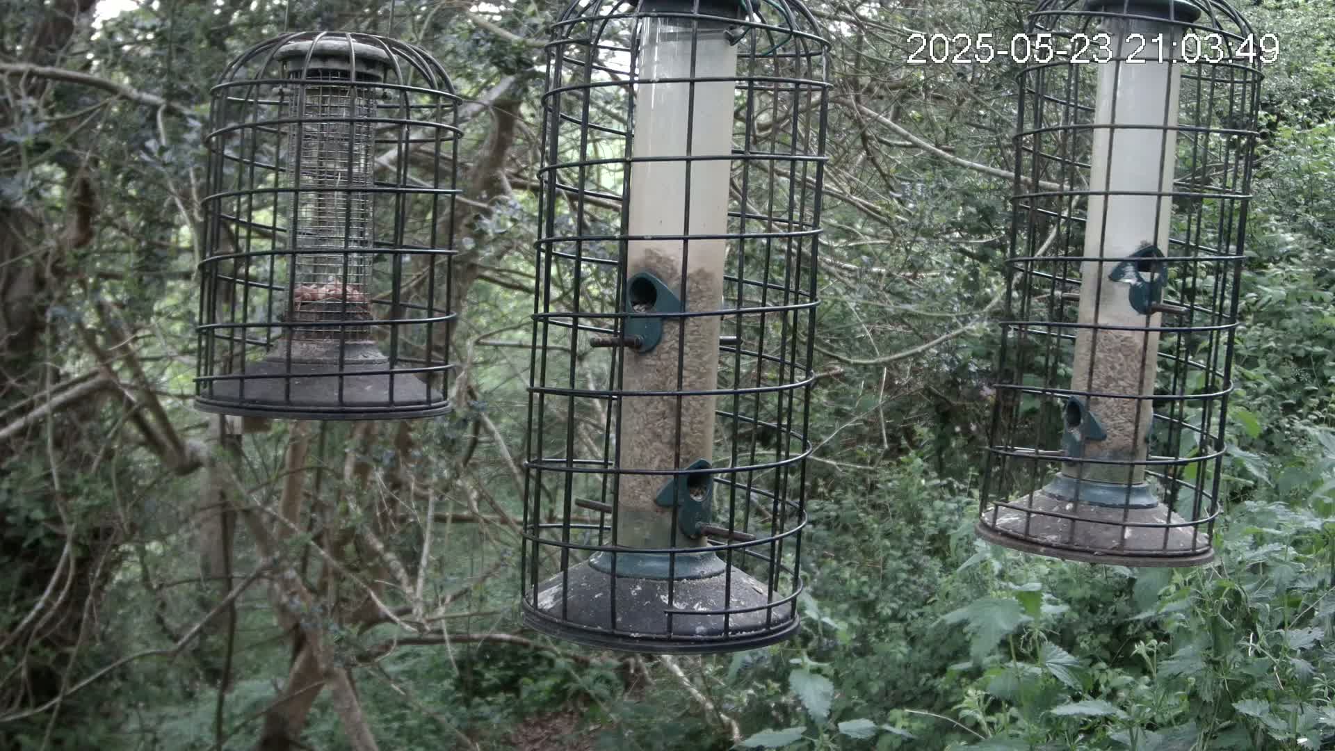 Cornwall, Bird Watching Bird Feeder Live Cam -  Helston, Cornwall, South West, England, United Kingdom