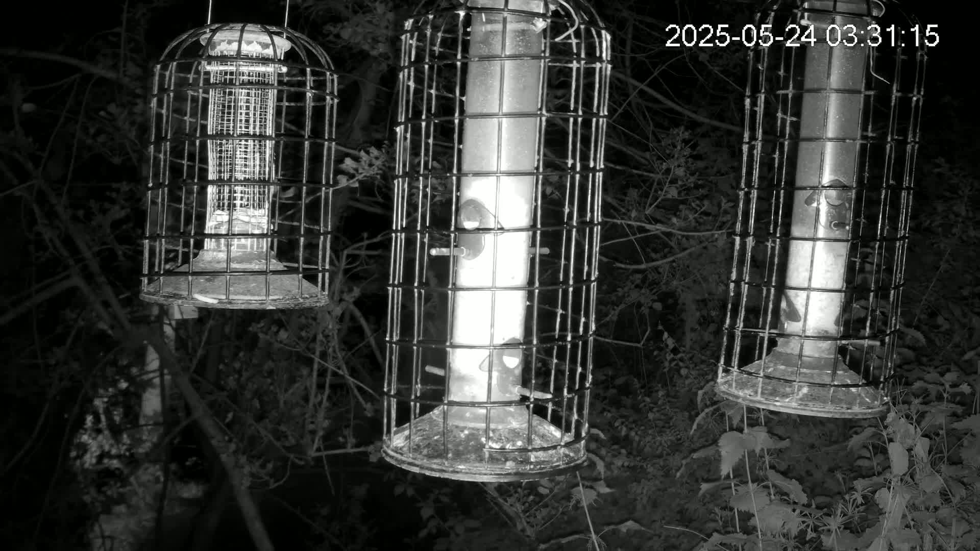 Cornwall, Bird Watching Bird Feeder Live Cam -  Helston, Cornwall, South West, England, United Kingdom