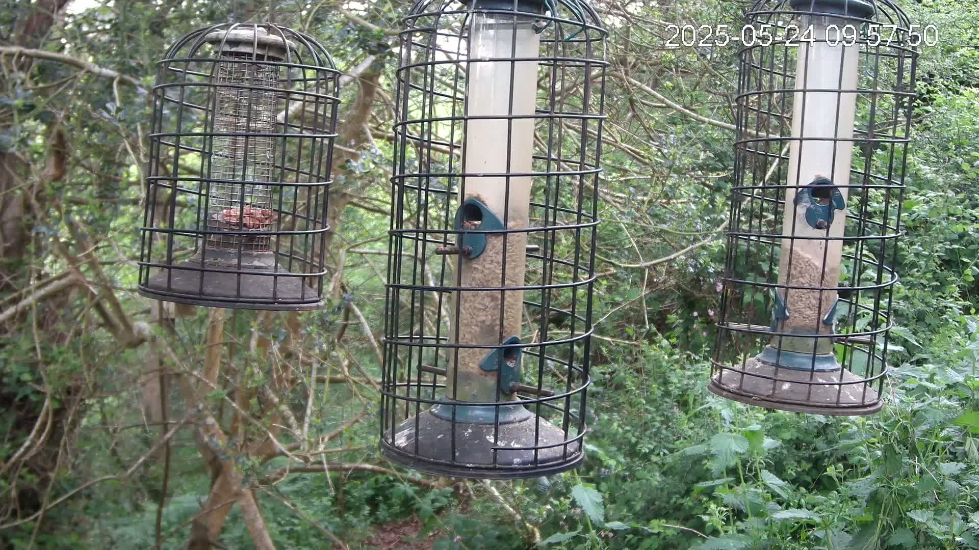 Three bird feeders hang from branches in a wooded area with lush green undergrowth.