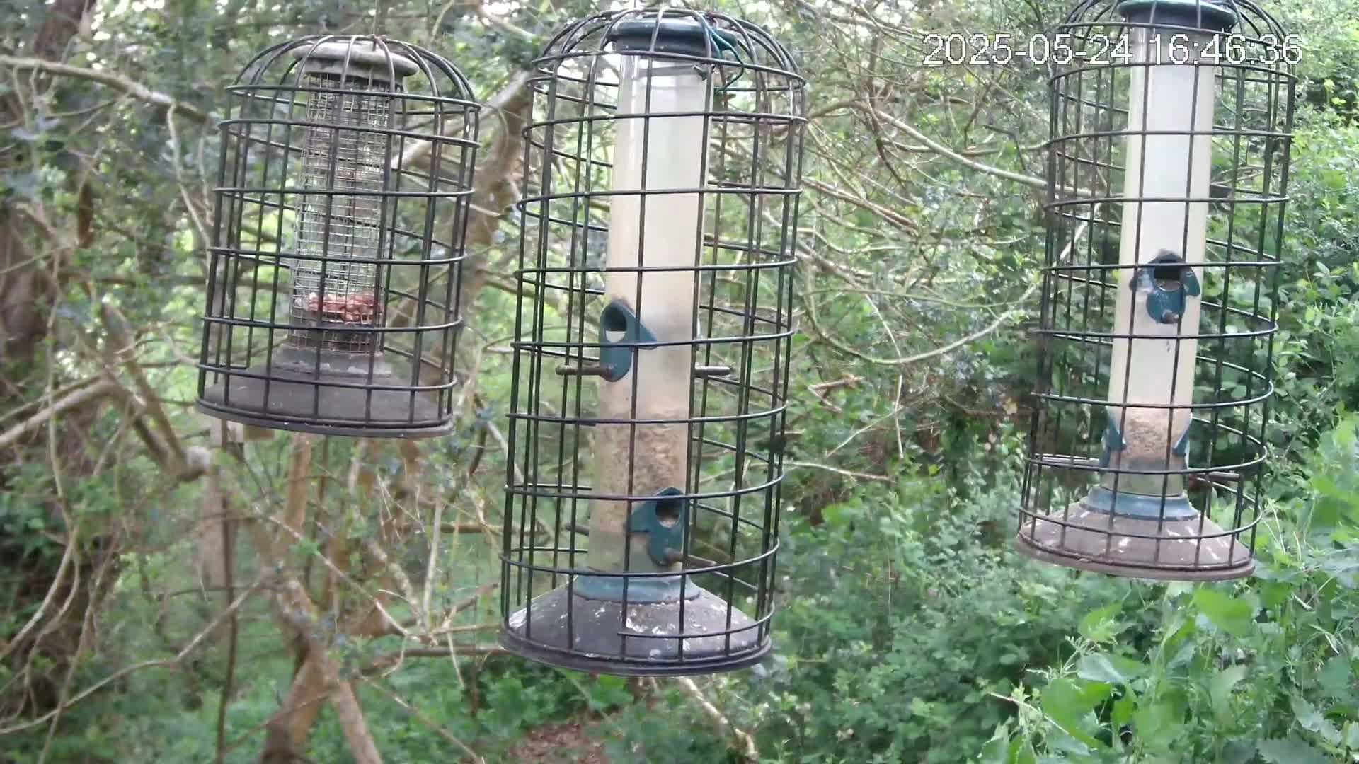 Three bird feeders hang from tree branches in a wooded area.