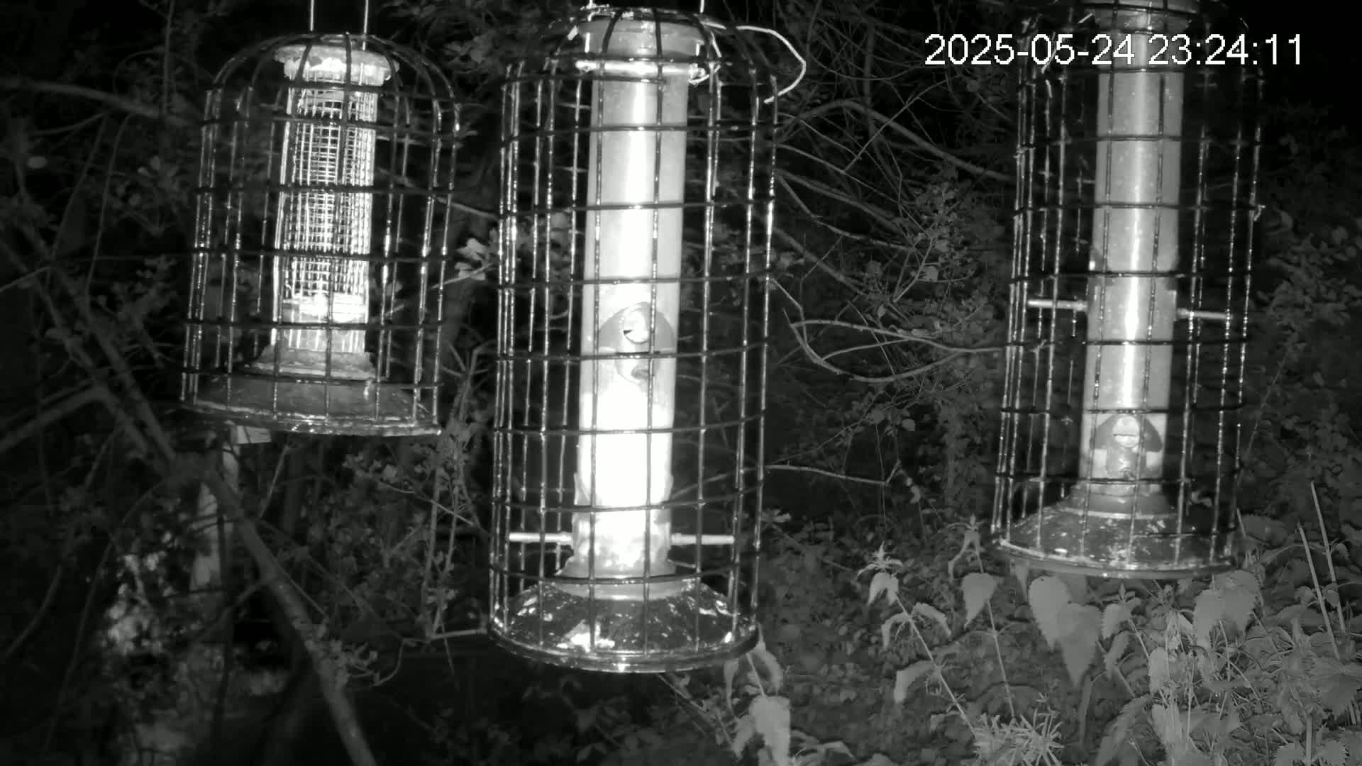 Cornwall, Bird Watching Bird Feeder Live Cam -  Helston, Cornwall, South West, England, United Kingdom