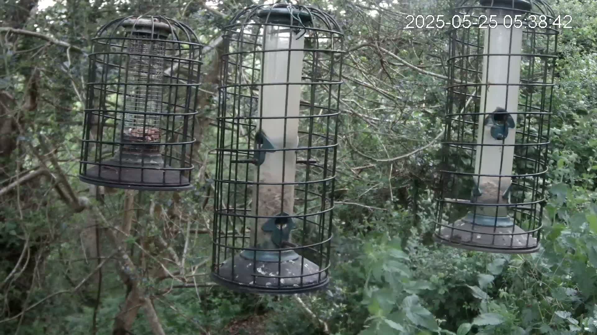 Cornwall, Bird Watching Bird Feeder Live Cam -  Helston, Cornwall, South West, England, United Kingdom