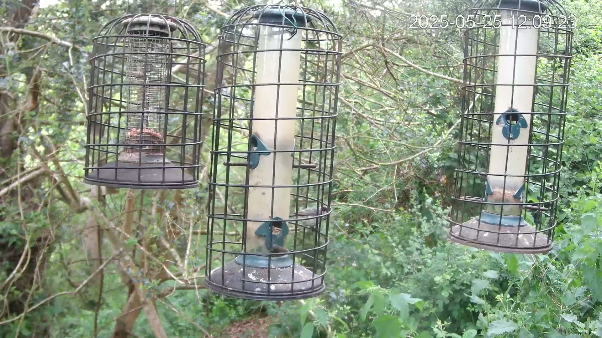 Three cylindrical bird feeders hang from a tree branch in a leafy, wooded area.