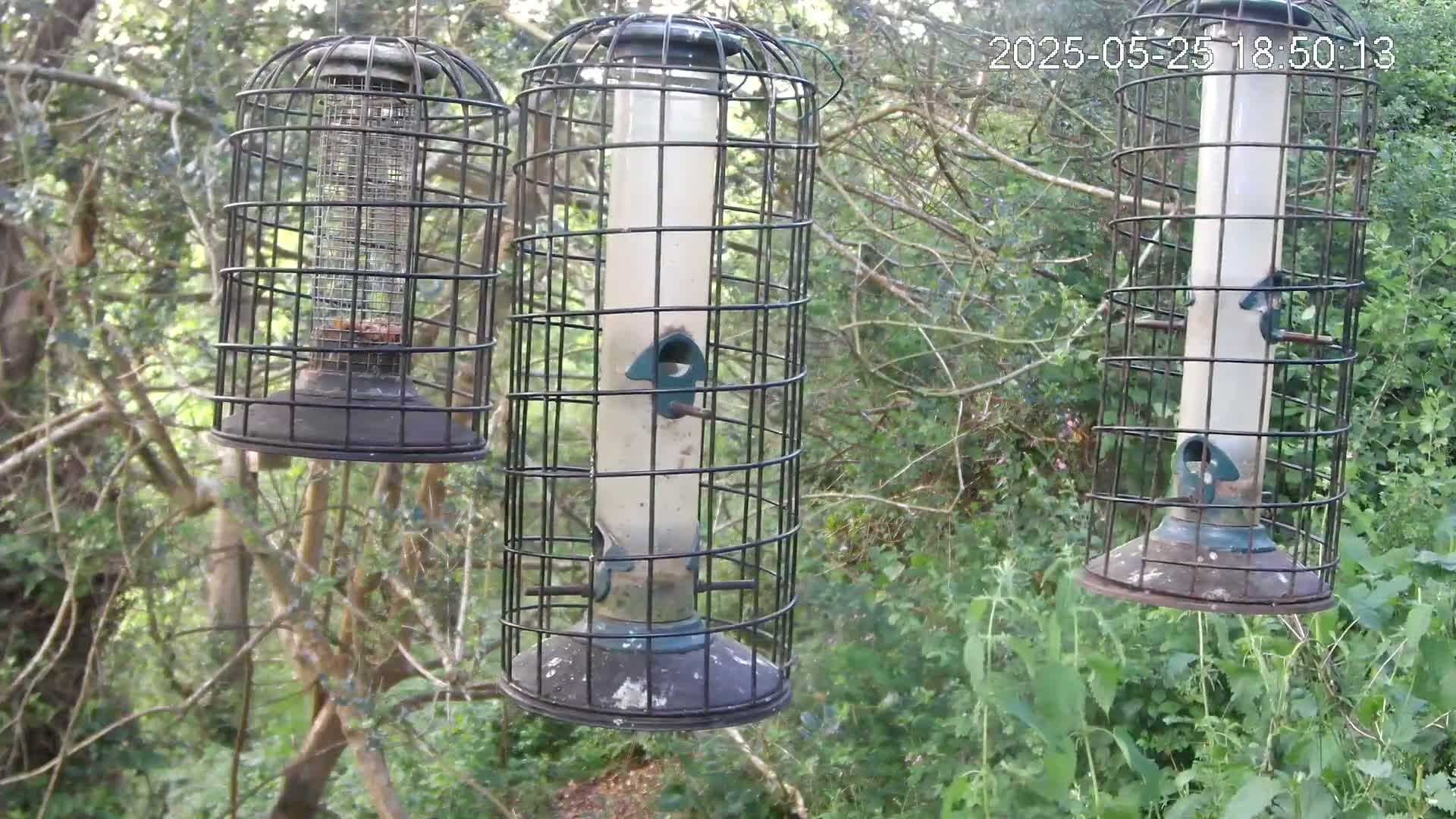Three caged bird feeders hang from tree branches in a leafy, wooded area.