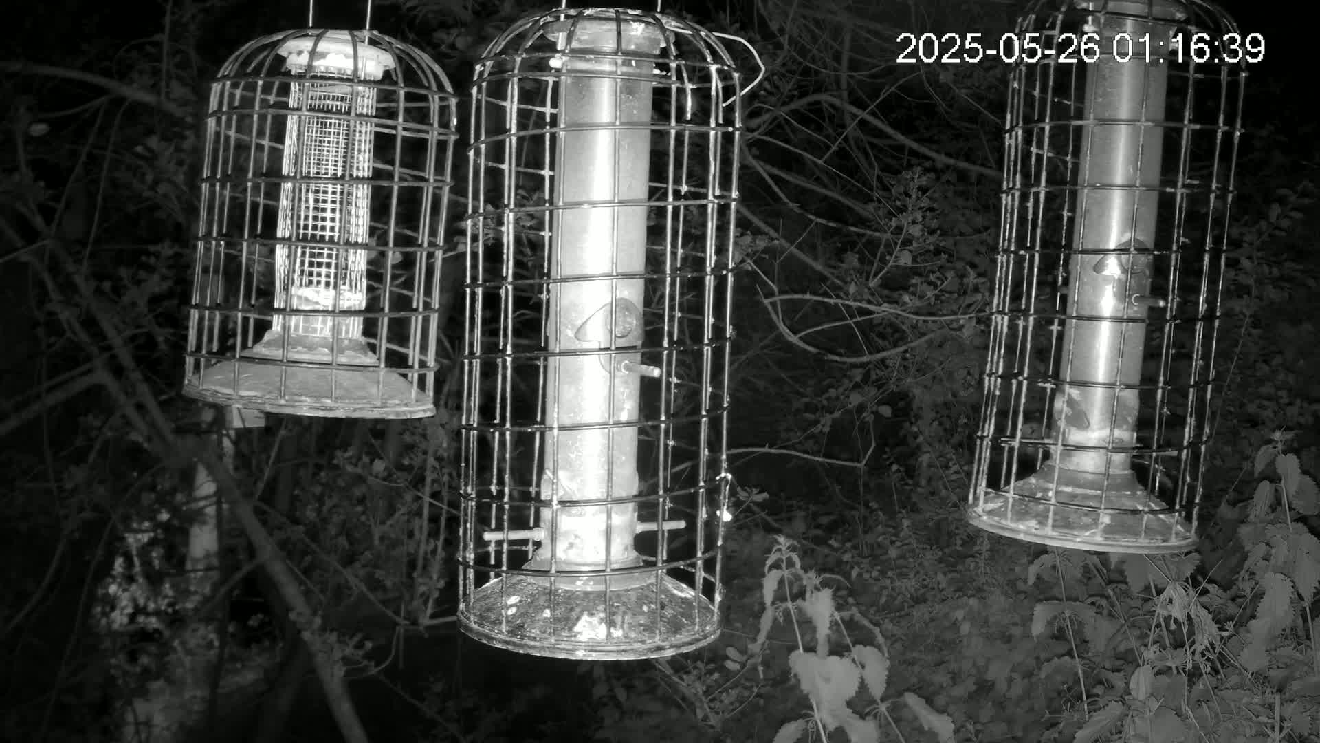 Cornwall, Bird Watching Bird Feeder Live Cam -  Helston, Cornwall, South West, England, United Kingdom