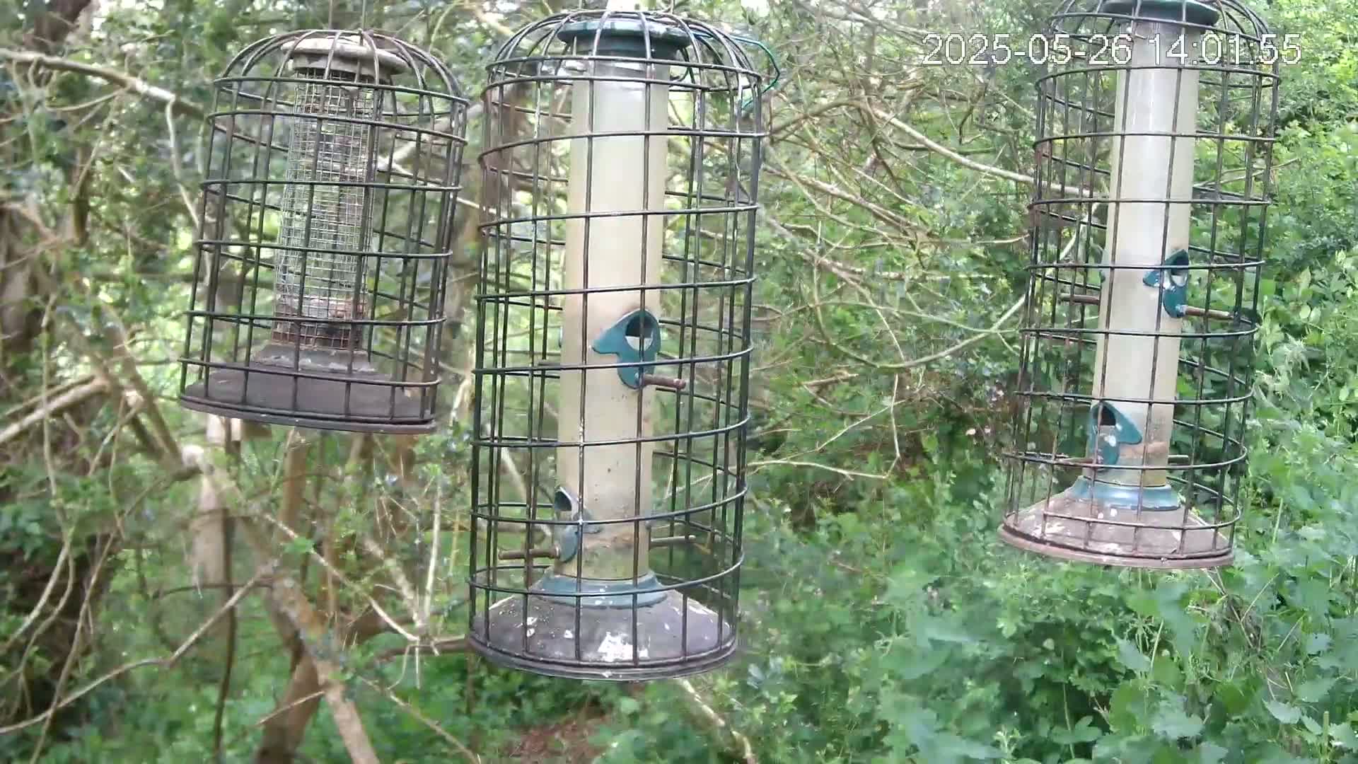 Three caged bird feeders hang from tree branches in a lush green wooded area.