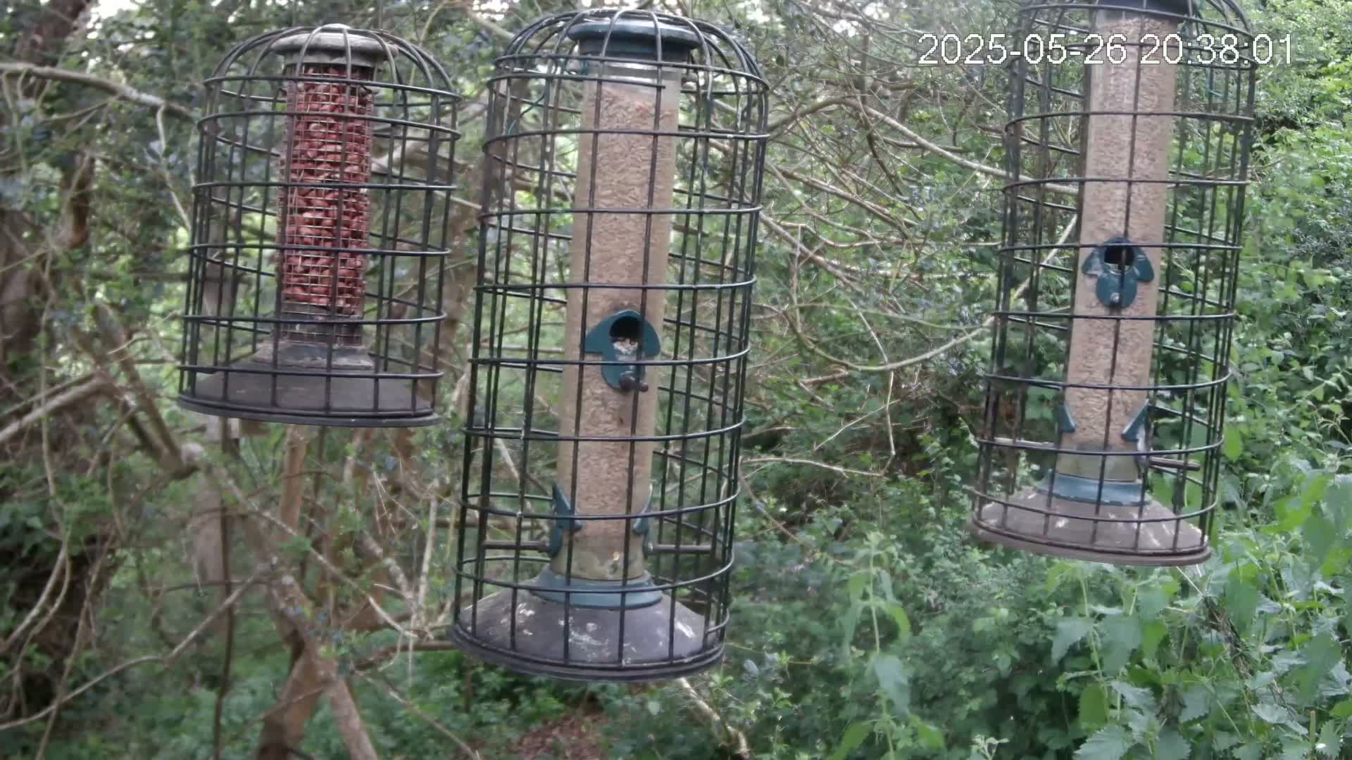 Three caged bird feeders hang from a tree branch in a wooded area.