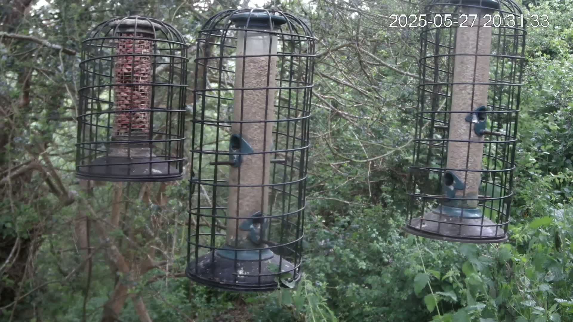 Three cylindrical bird feeders, encased in wire cages, hang from branches in a wooded area.