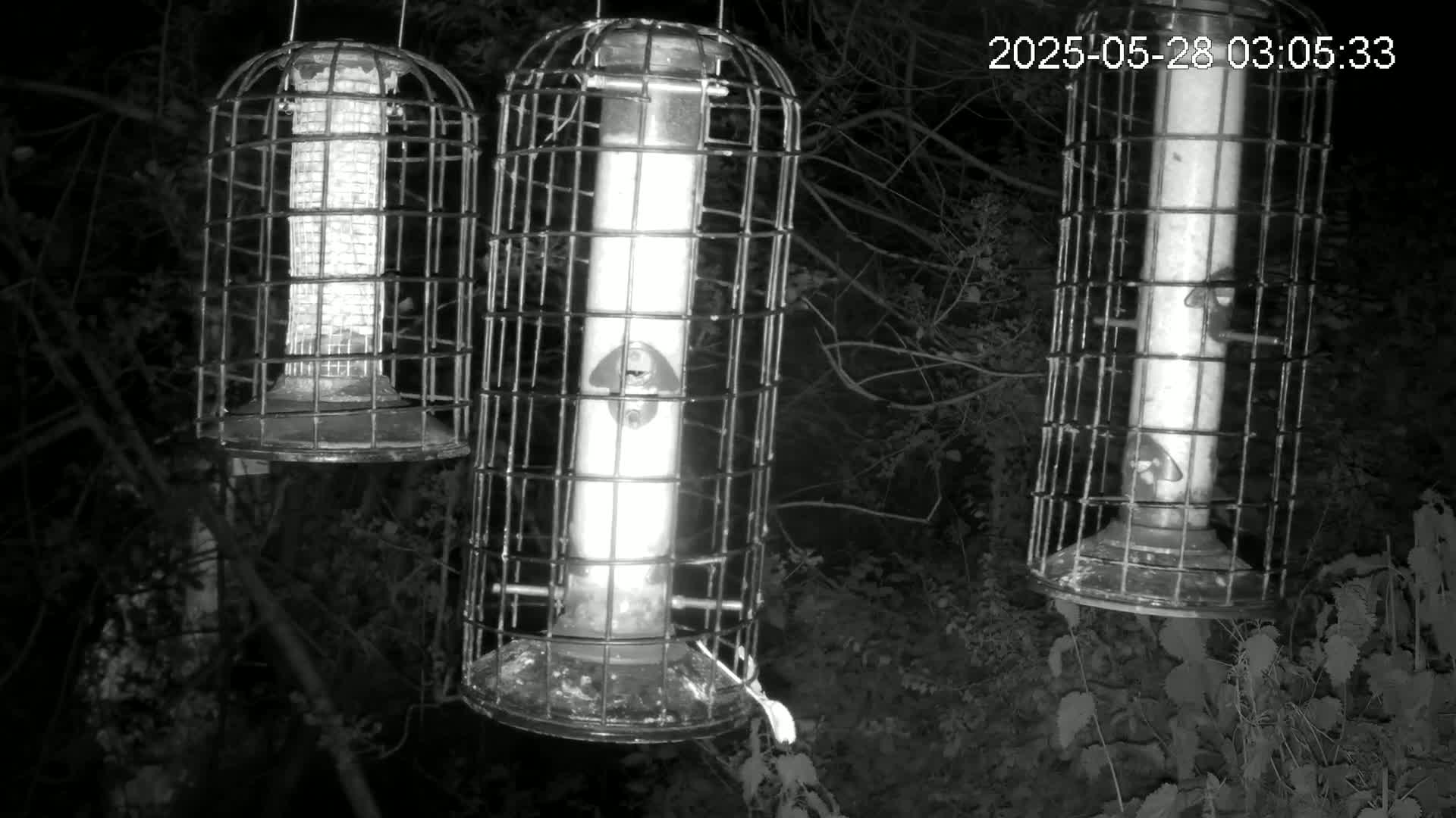 Three caged bird feeders hang from tree branches at night.