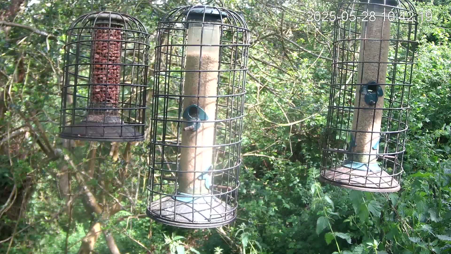 Three bird feeders, filled with different types of birdseed, hang from branches in a sunny, leafy woodland setting.