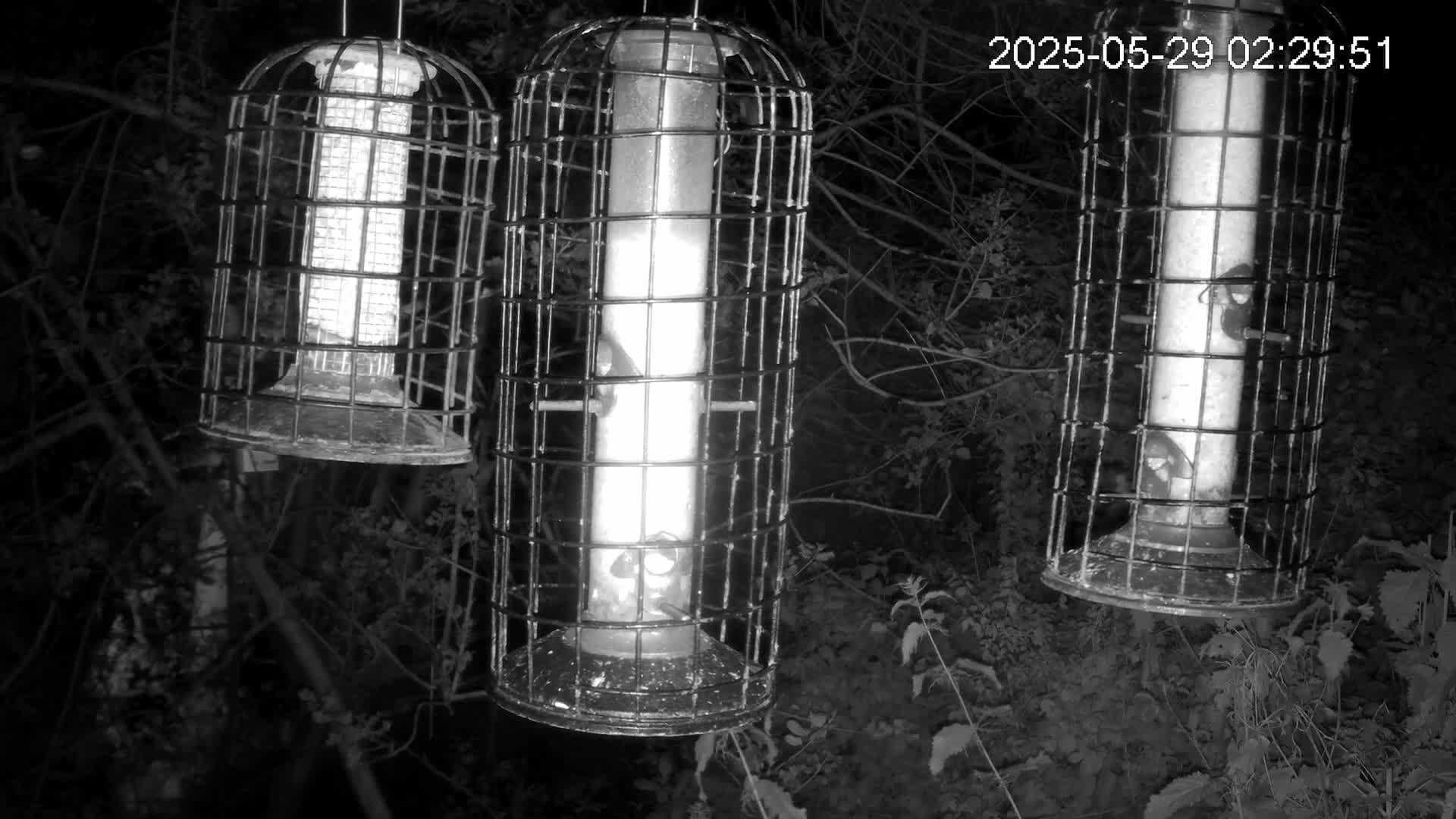 Three caged bird feeders hang from tree branches at night.