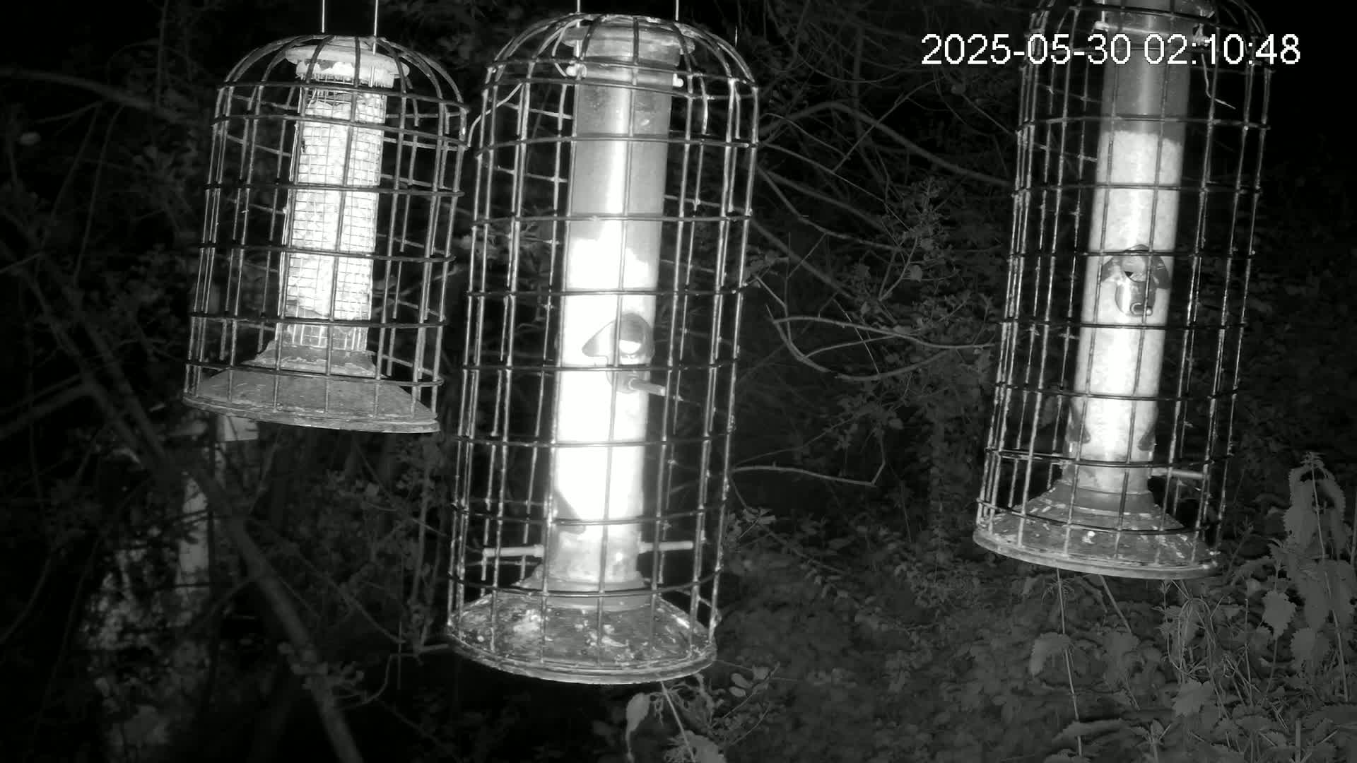 Three cylindrical bird feeders hang from branches in the darkness of a wooded area at night.