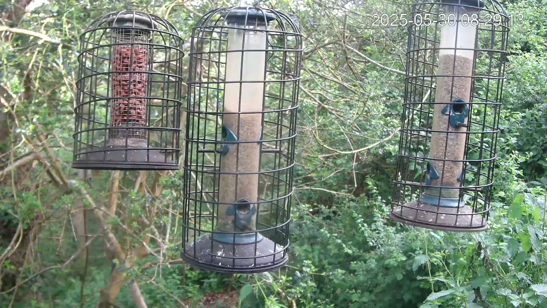 Three cylindrical bird feeders, two filled with seed and one with nuts, hang from branches in a leafy green wooded area.
