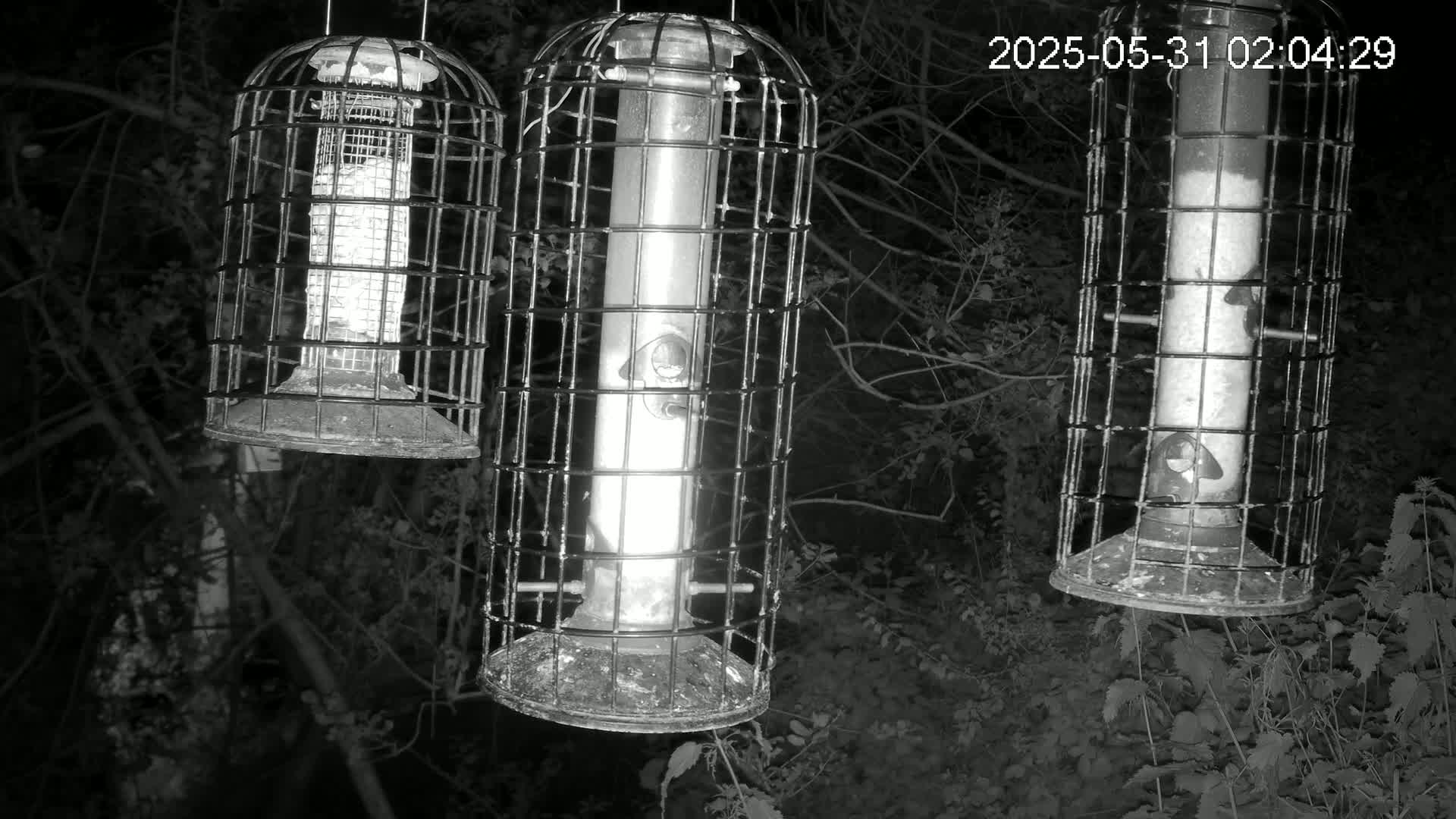 Three cylindrical bird feeders hang in a dark, wooded area at night.