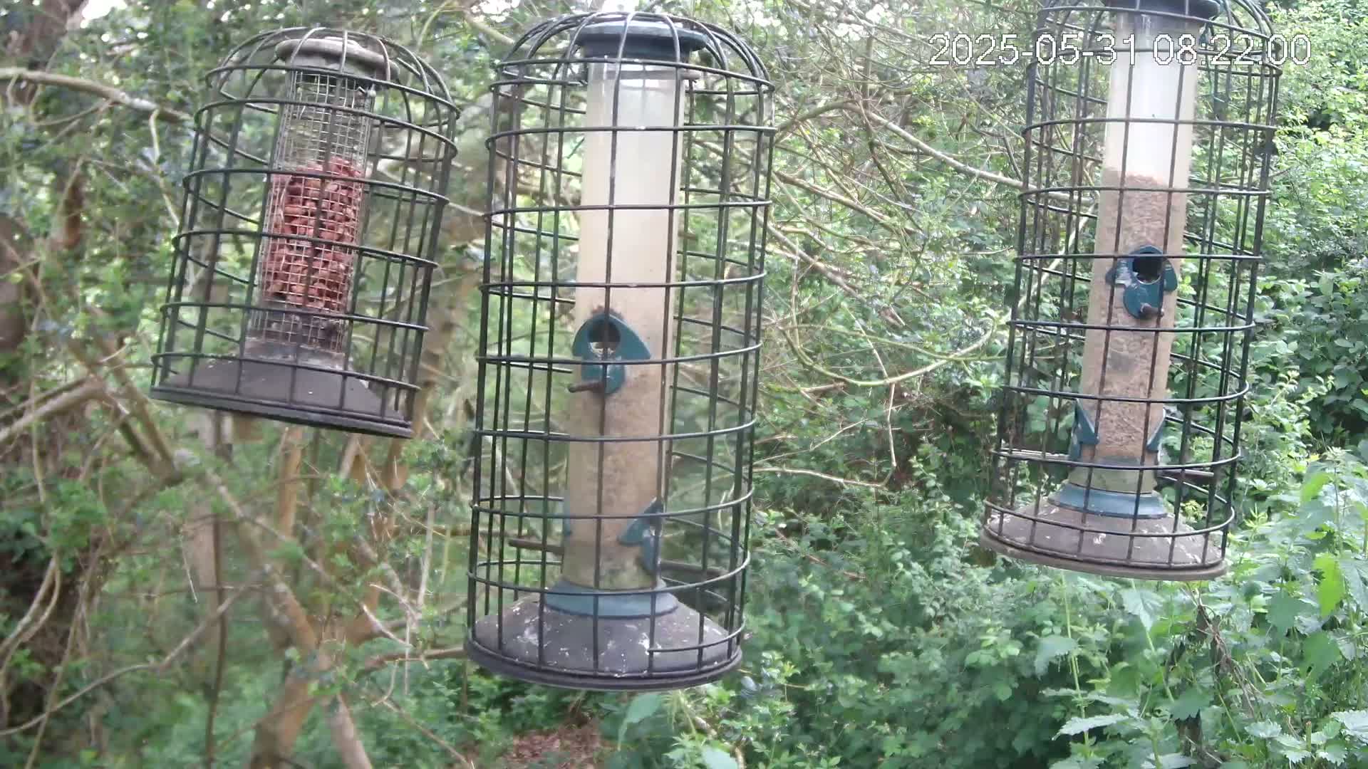 Three cylindrical bird feeders, protected by wire cages, hang from a tree branch in a leafy, green wooded area.