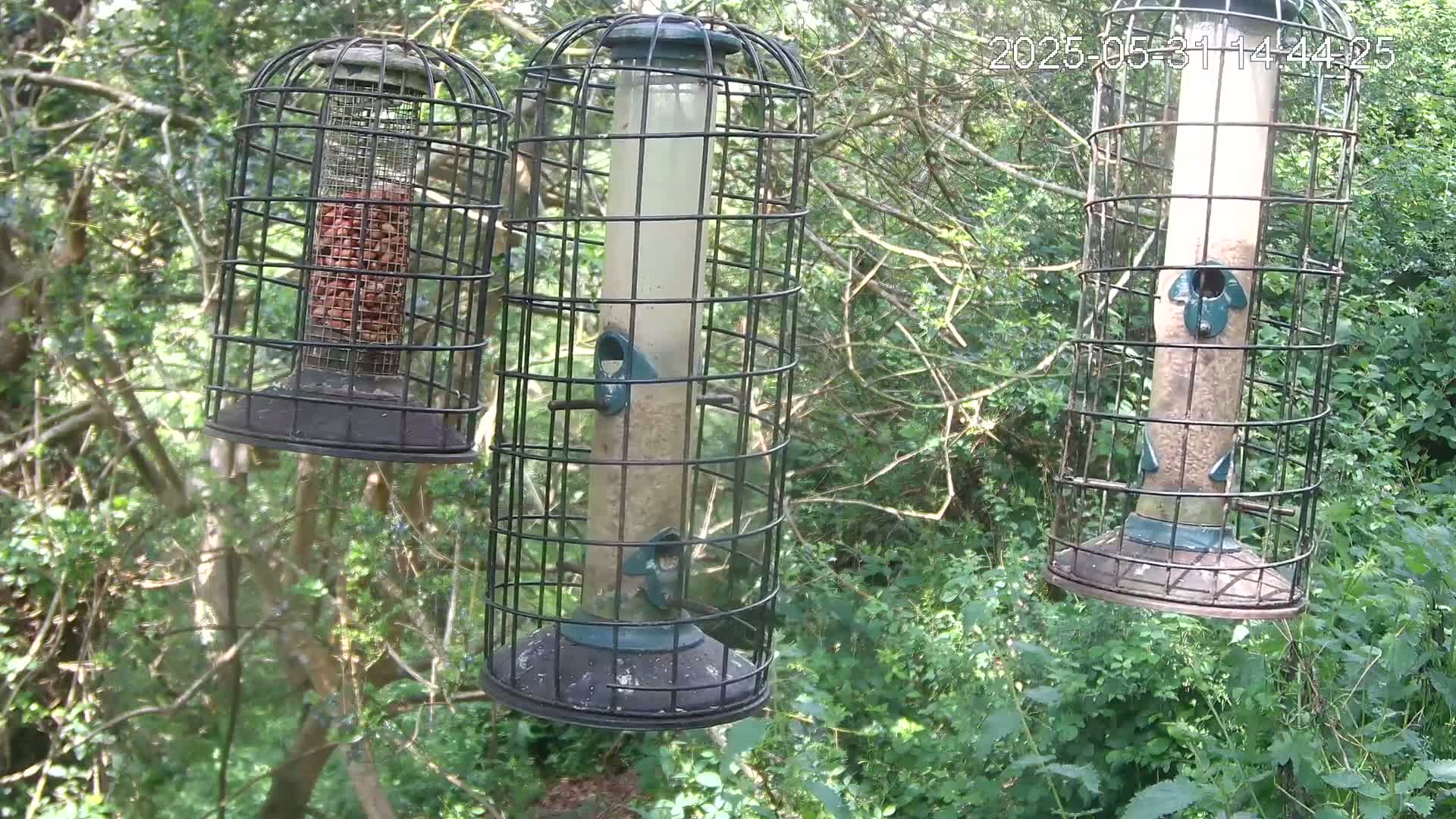 Three bird feeders filled with seed and peanuts hang from tree branches in a leafy green wooded area.