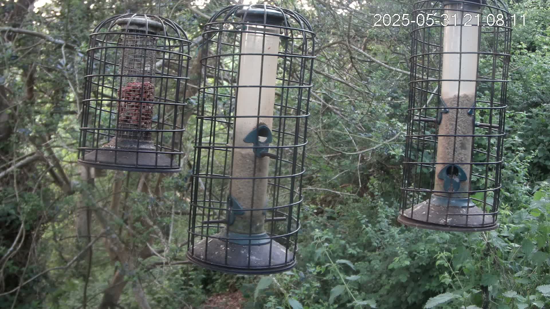 Three cylindrical bird feeders, enclosed in wire cages, hang from trees in a wooded area.