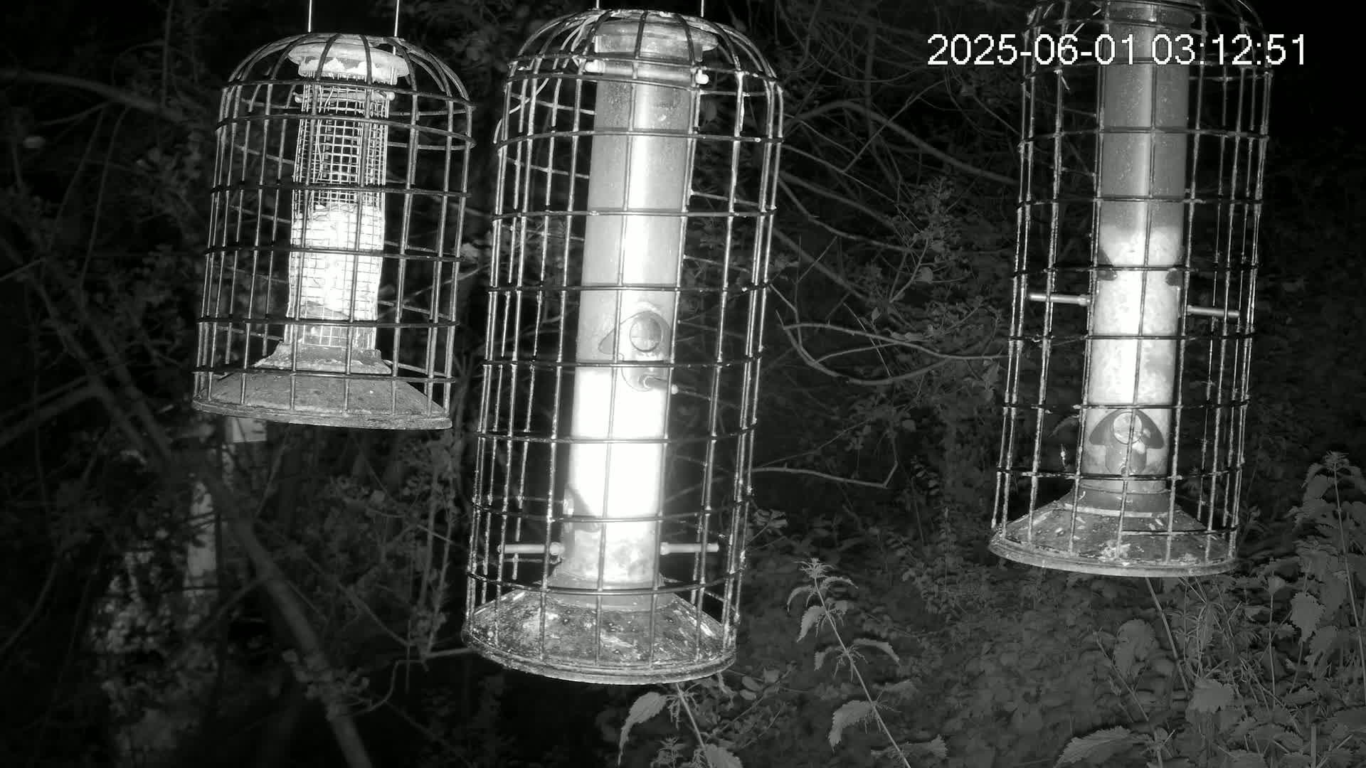 Cornwall, Bird Watching Bird Feeder Live Cam -  Helston, Cornwall, South West, England, United Kingdom
