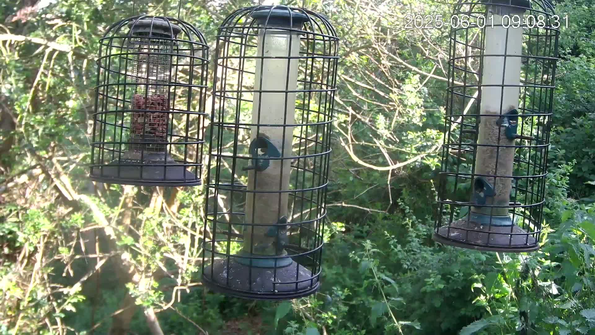 Three caged bird feeders hang in a leafy, sun-dappled outdoor setting.