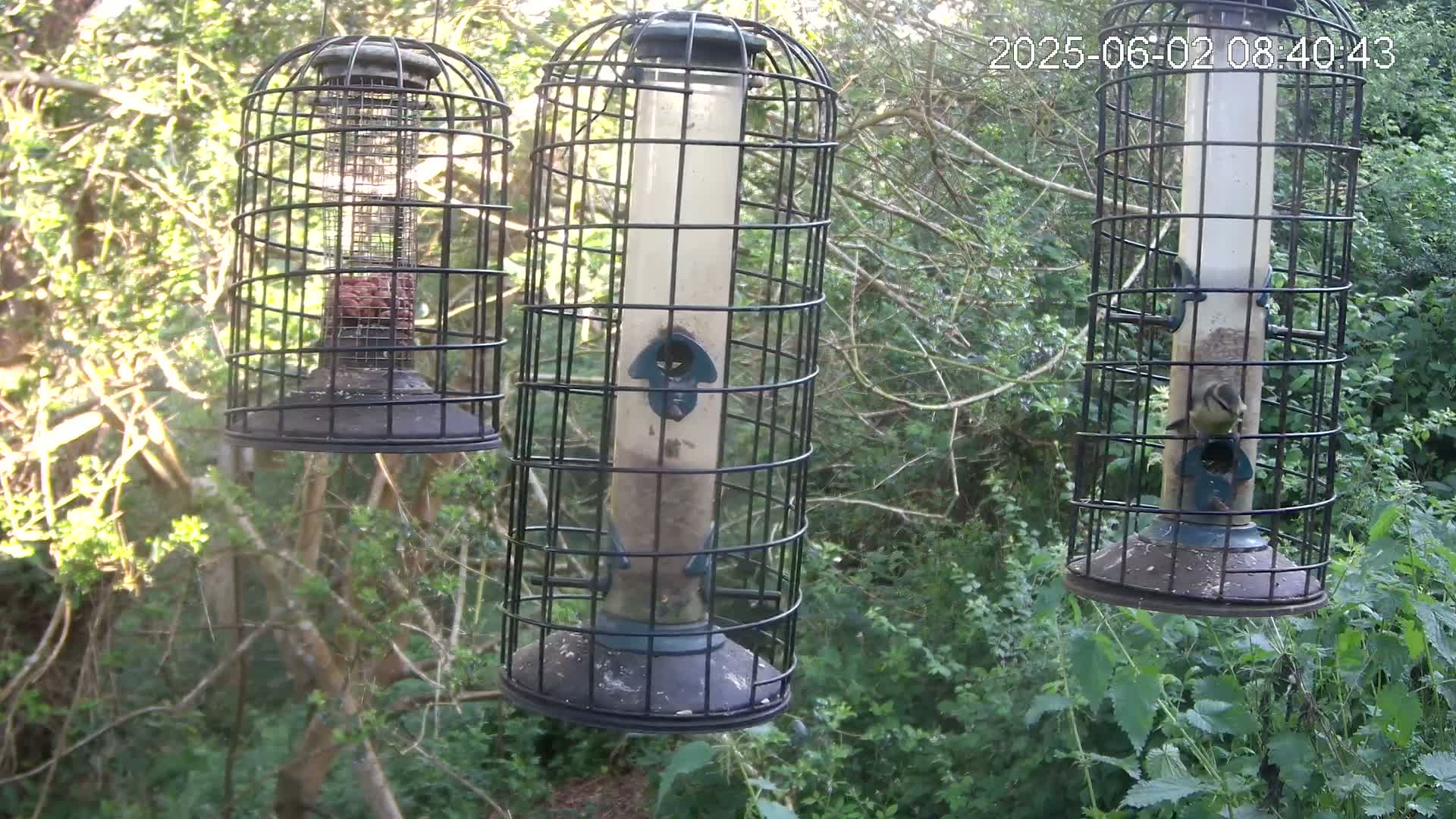 Three caged bird feeders hang from tree branches in a sun-dappled, leafy green woodland setting.
