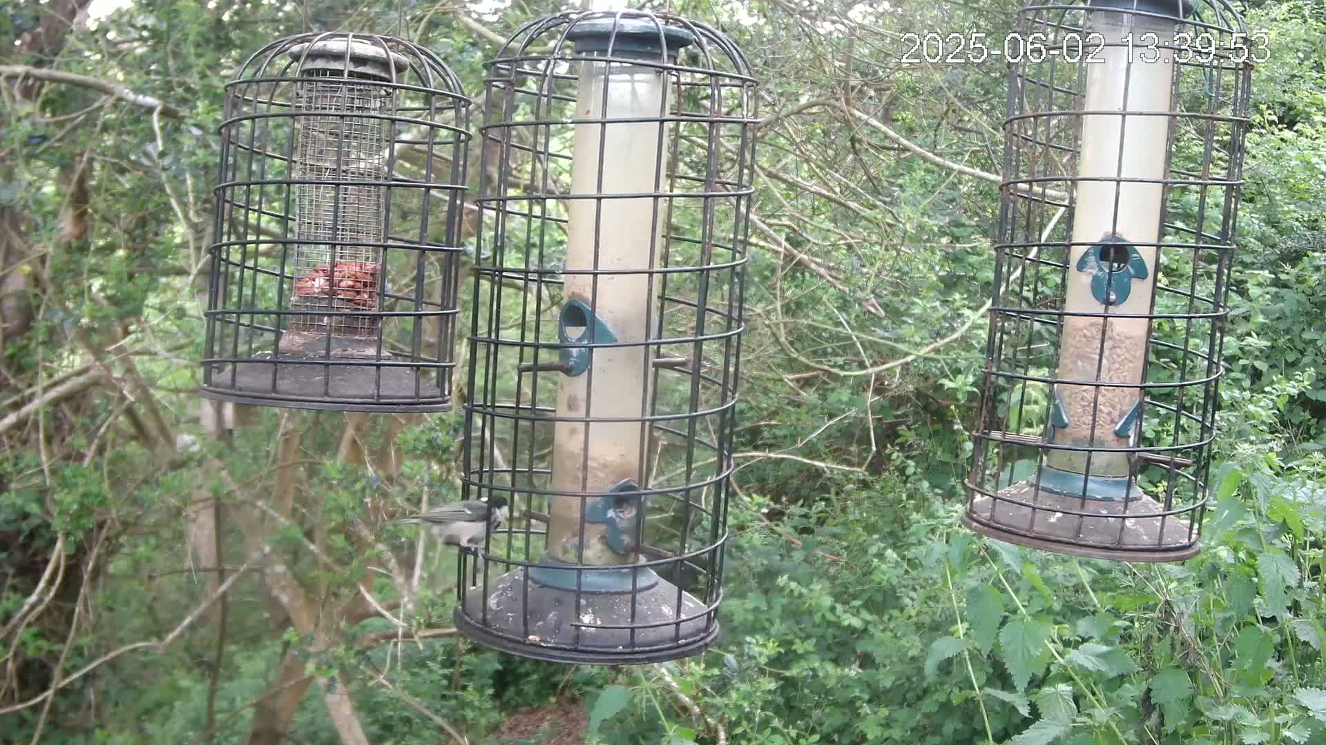Three bird feeders, two tall and one shorter, hang from branches in a leafy green wooded area.  A small bird is visible near one of the feeders.