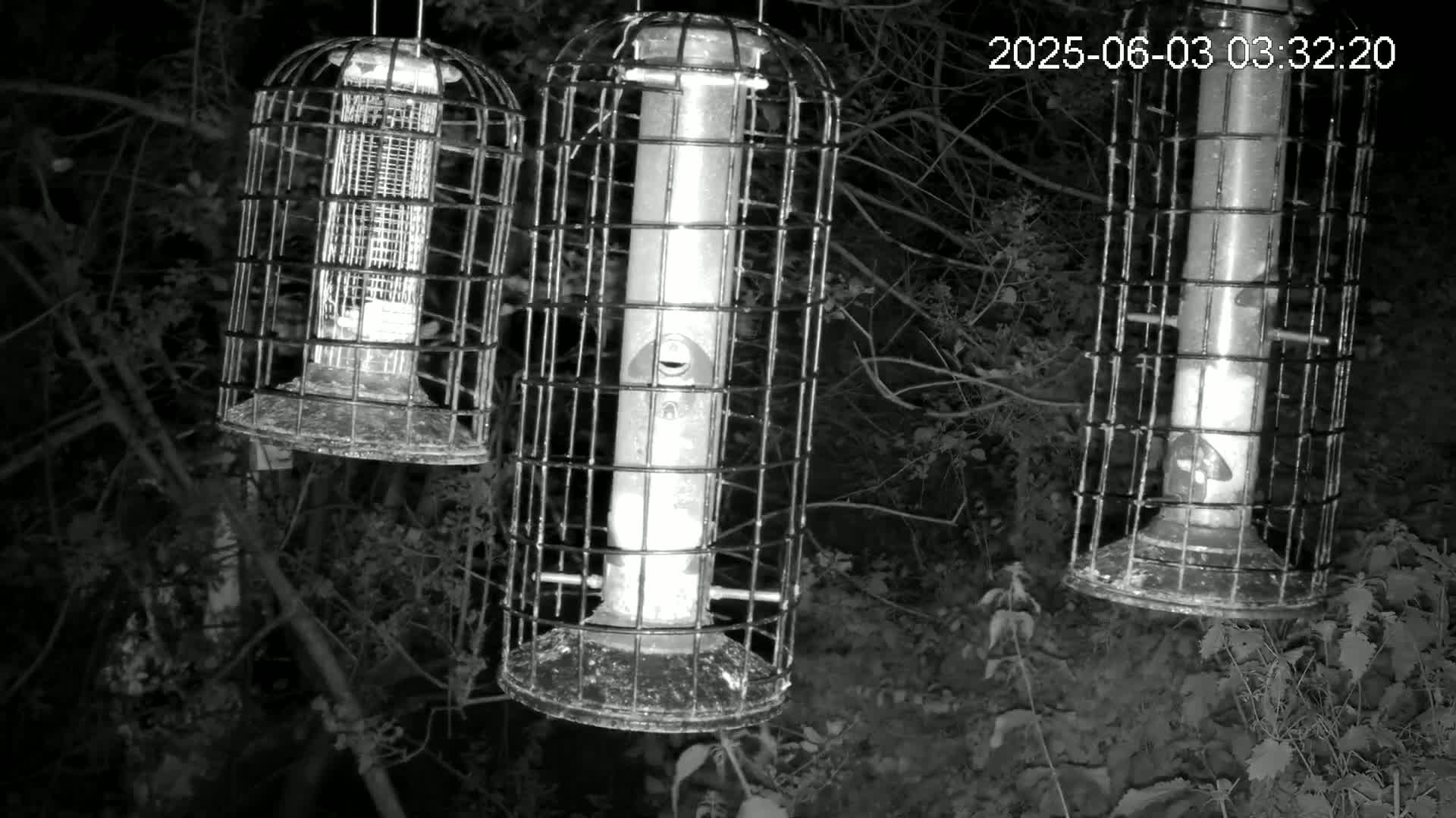 Cornwall, Bird Watching Bird Feeder Live Cam -  Helston, Cornwall, South West, England, United Kingdom
