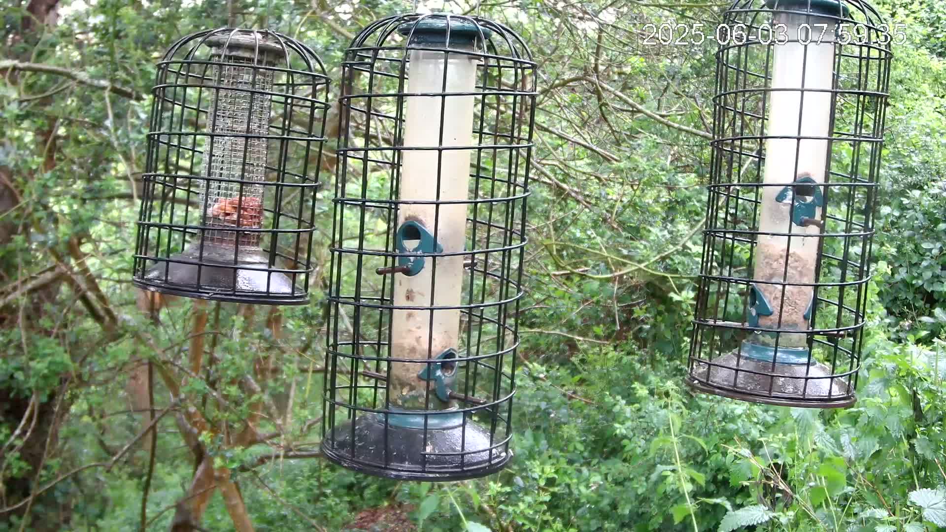 Three caged bird feeders filled with seed hang from branches in a lush green wooded area.
