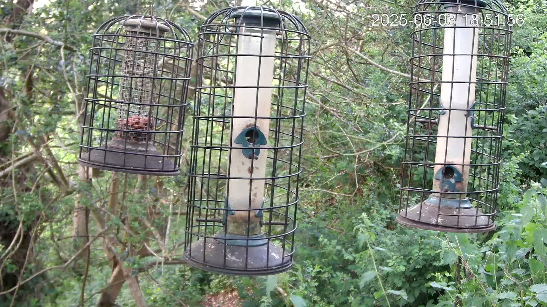 Three caged bird feeders hang from tree branches in a leafy, green woodland.
