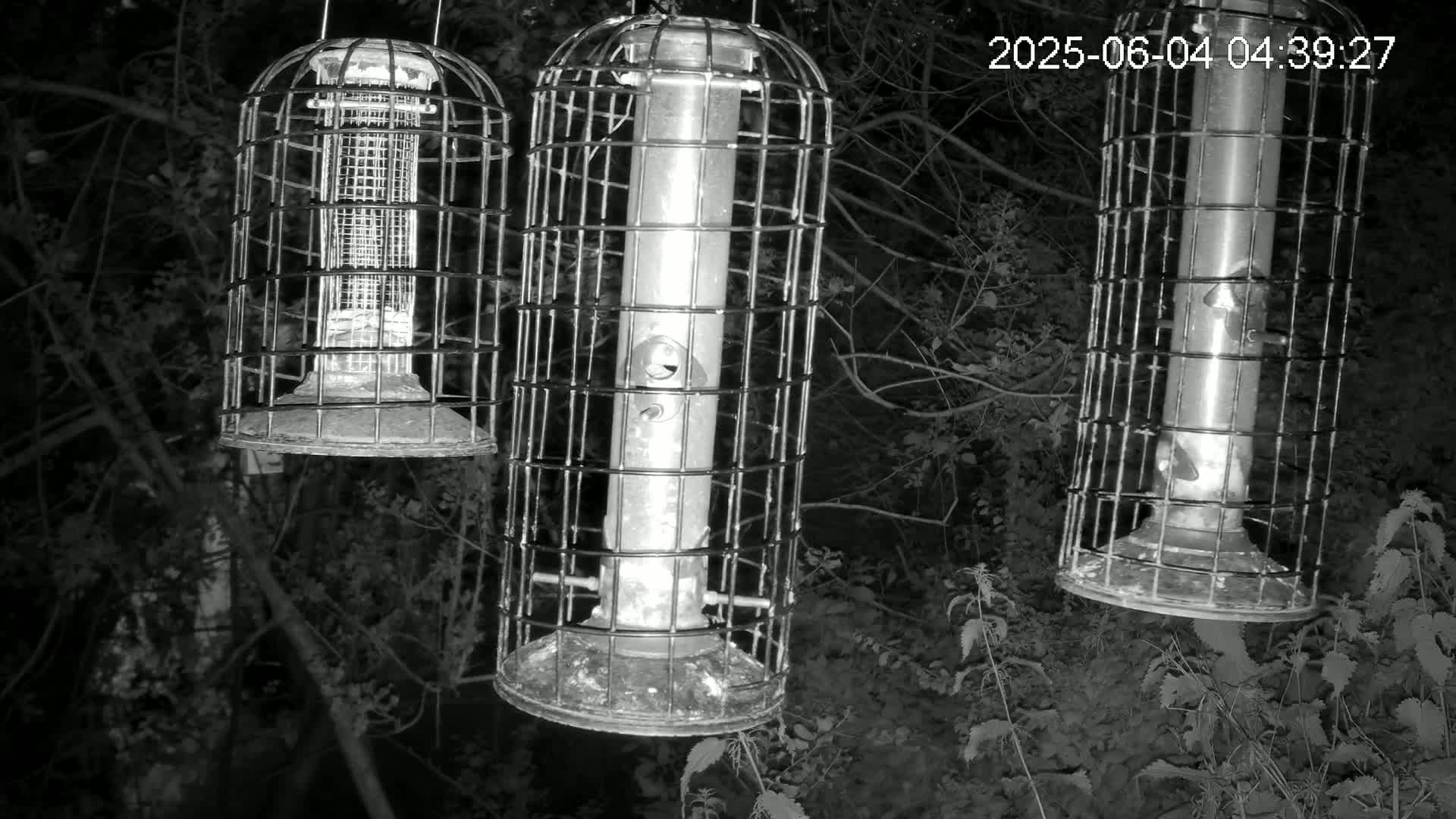 Cornwall, Bird Watching Bird Feeder Live Cam -  Helston, Cornwall, South West, England, United Kingdom