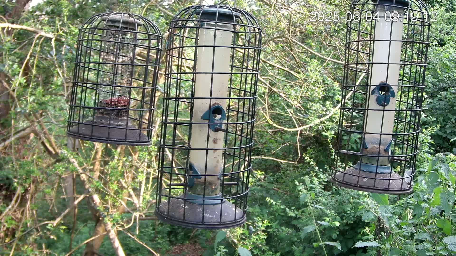 Three caged bird feeders hang from tree branches in a wooded area.