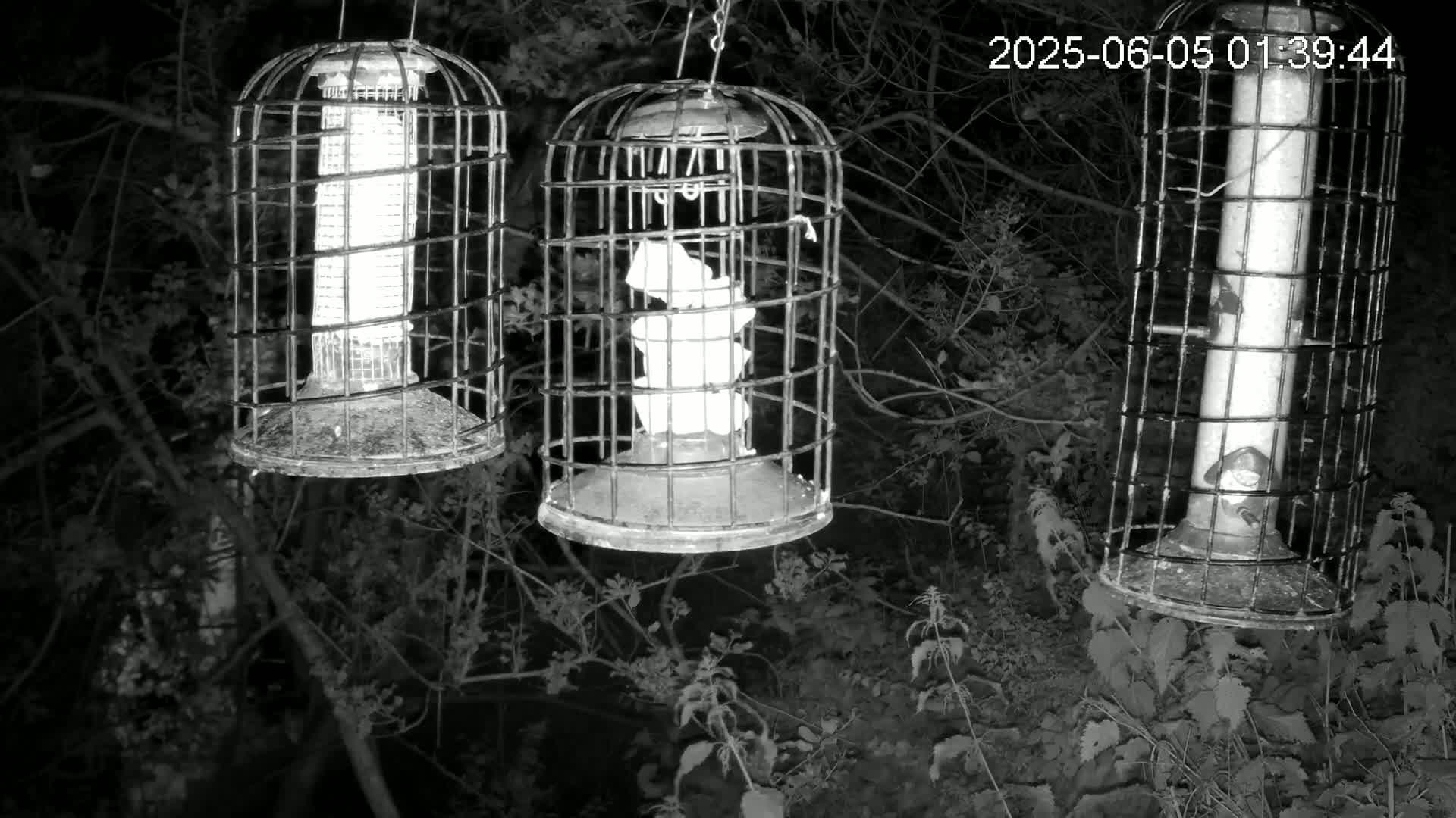 Three caged bird feeders hang from branches at night in a wooded area.