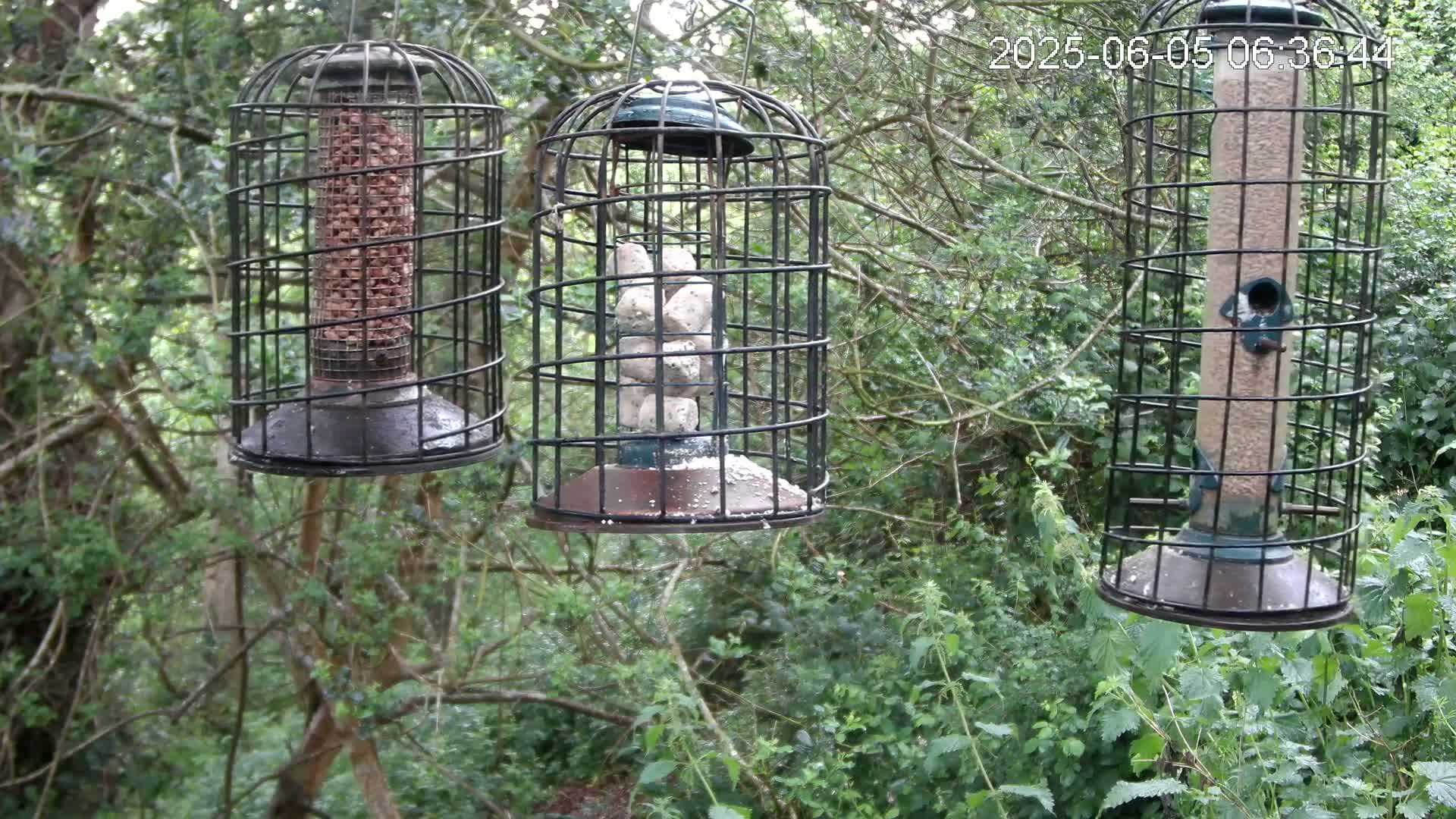 Three caged bird feeders hang from a tree branch in a lush green wooded area.