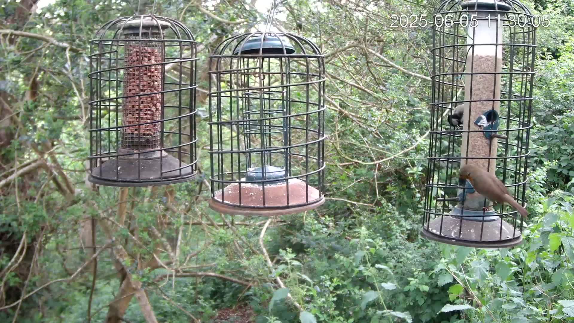 Three cylindrical bird feeders hang from tree branches in a lush green wooded area, with birds feeding from two of them.
