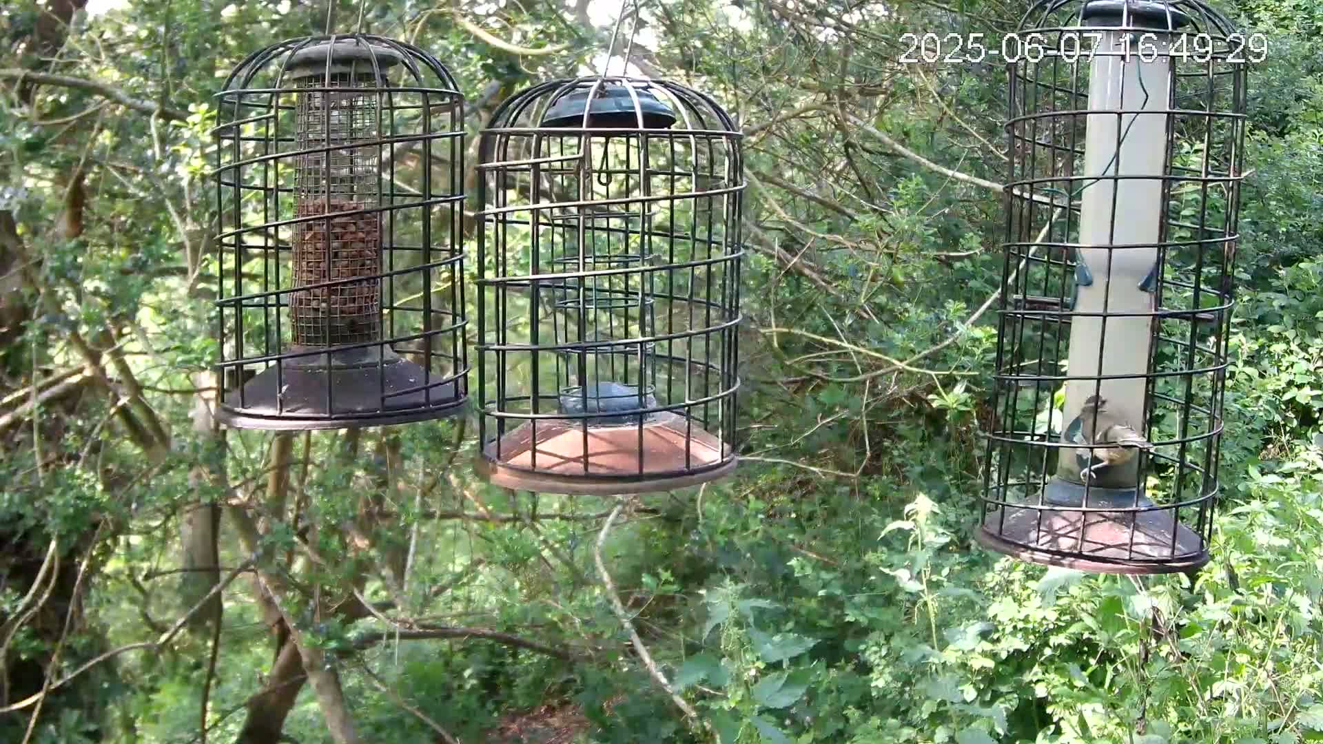 Three caged bird feeders hang from tree branches in a sun-dappled woodland setting.