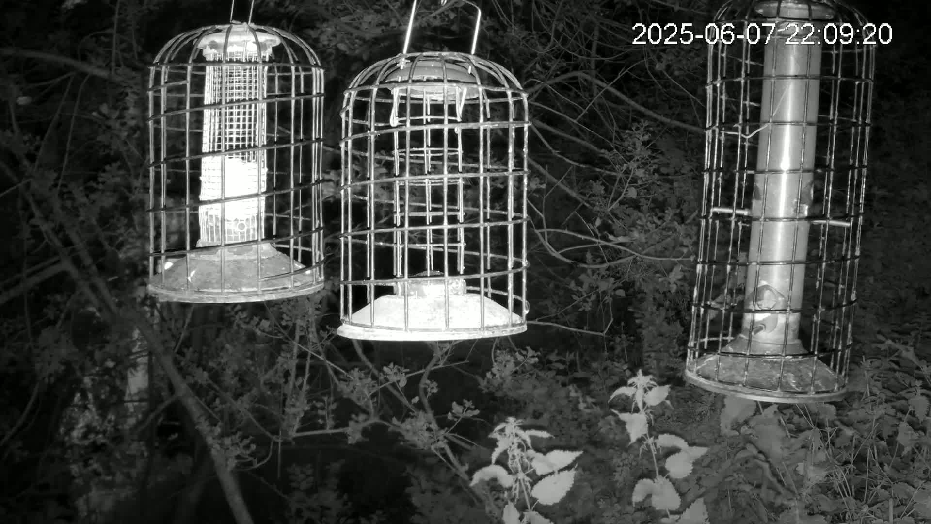 Three caged bird feeders hang from branches in a dark, wooded area at night.